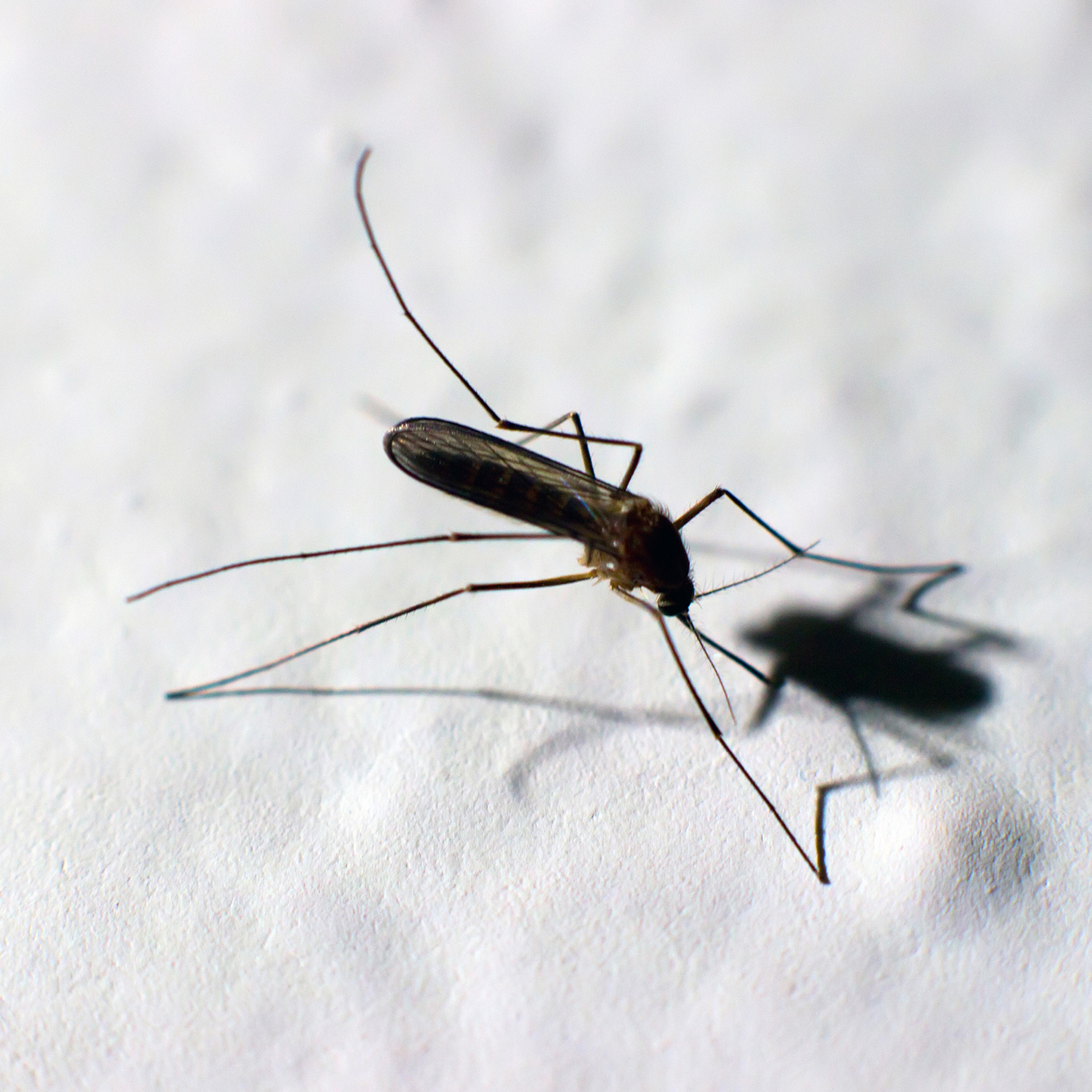Zika virus, mosquito, Dengue, chikungunya fever, microcephaly