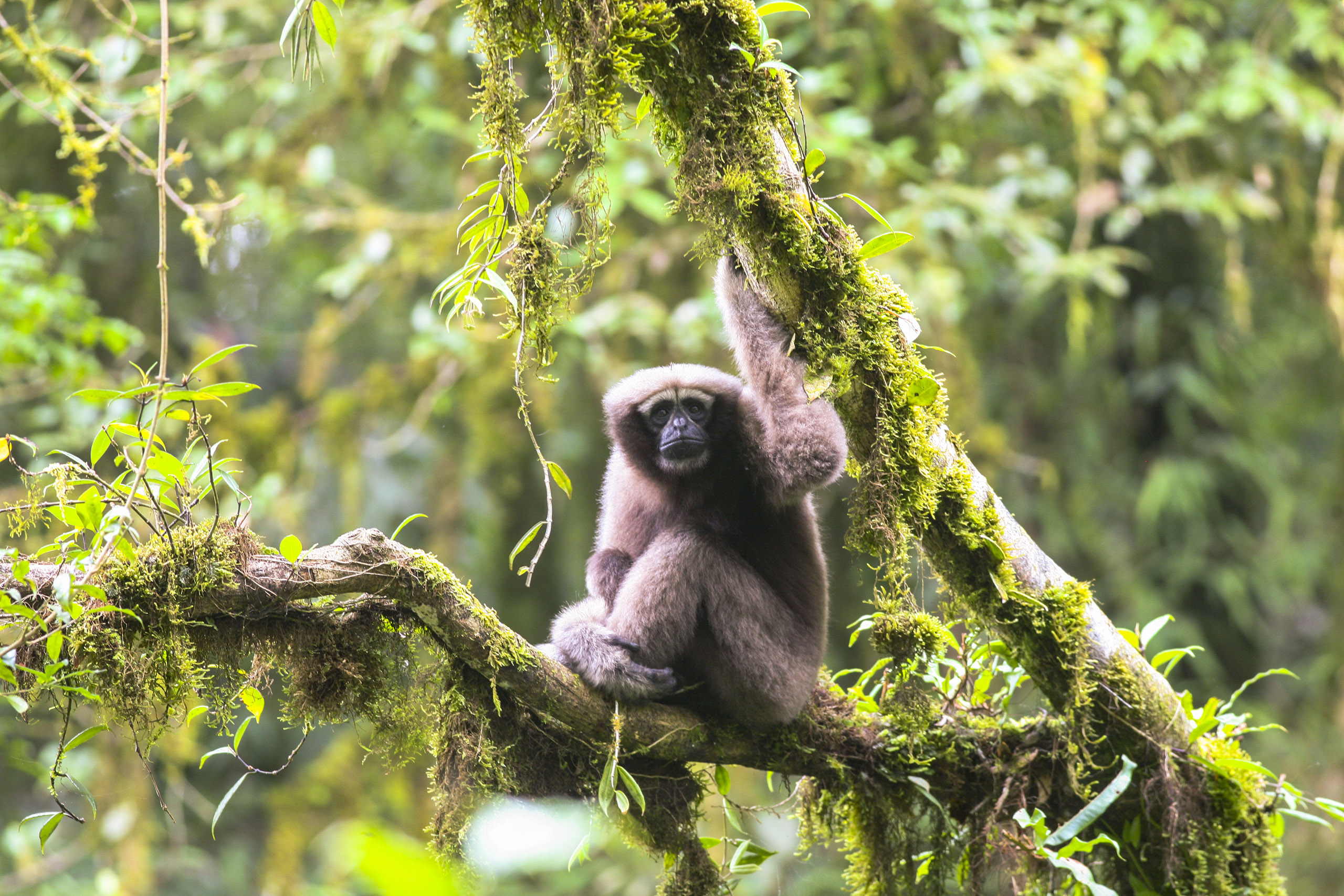 Adult female Skywalker hoolock gibbon.