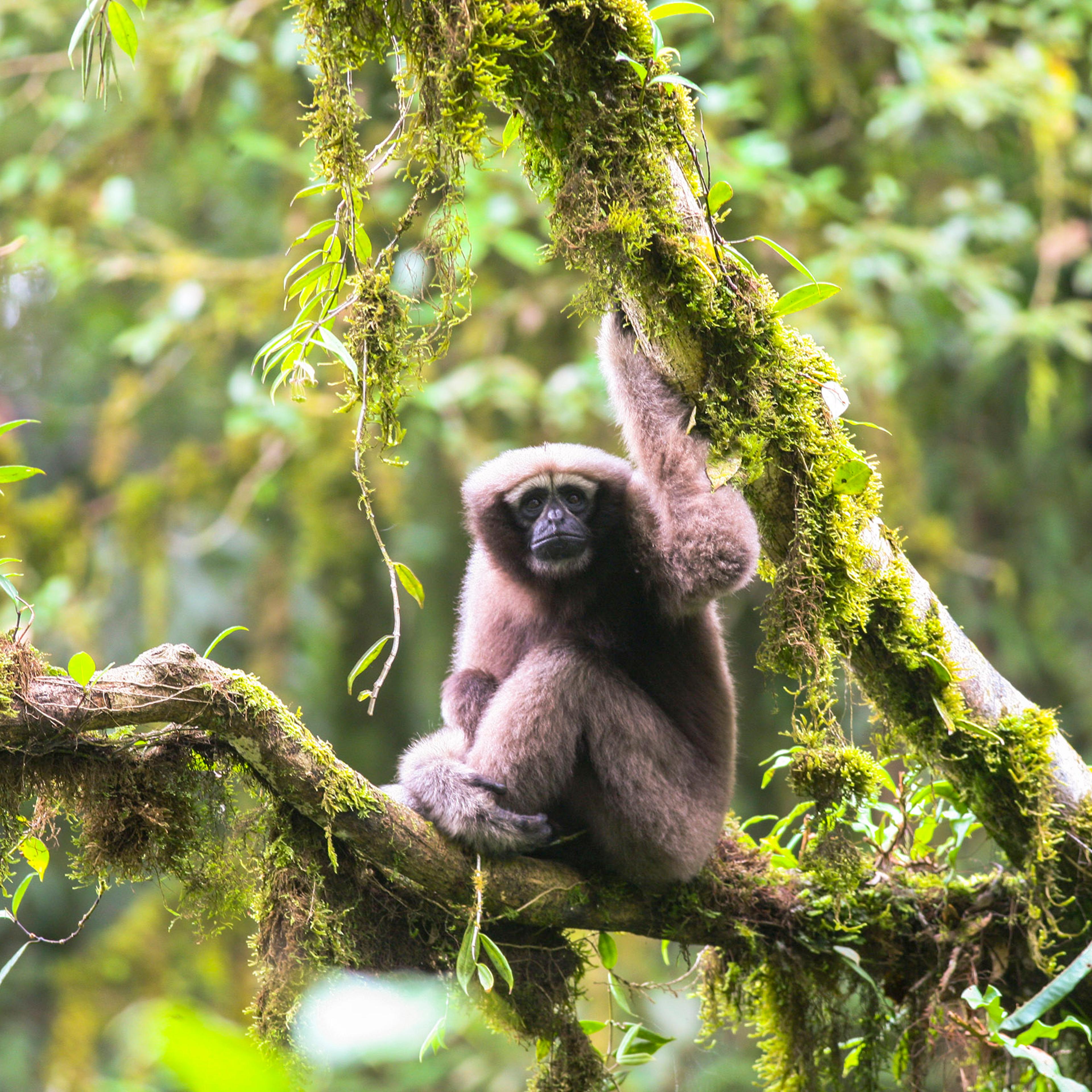 Adult female Skywalker hoolock gibbon.
