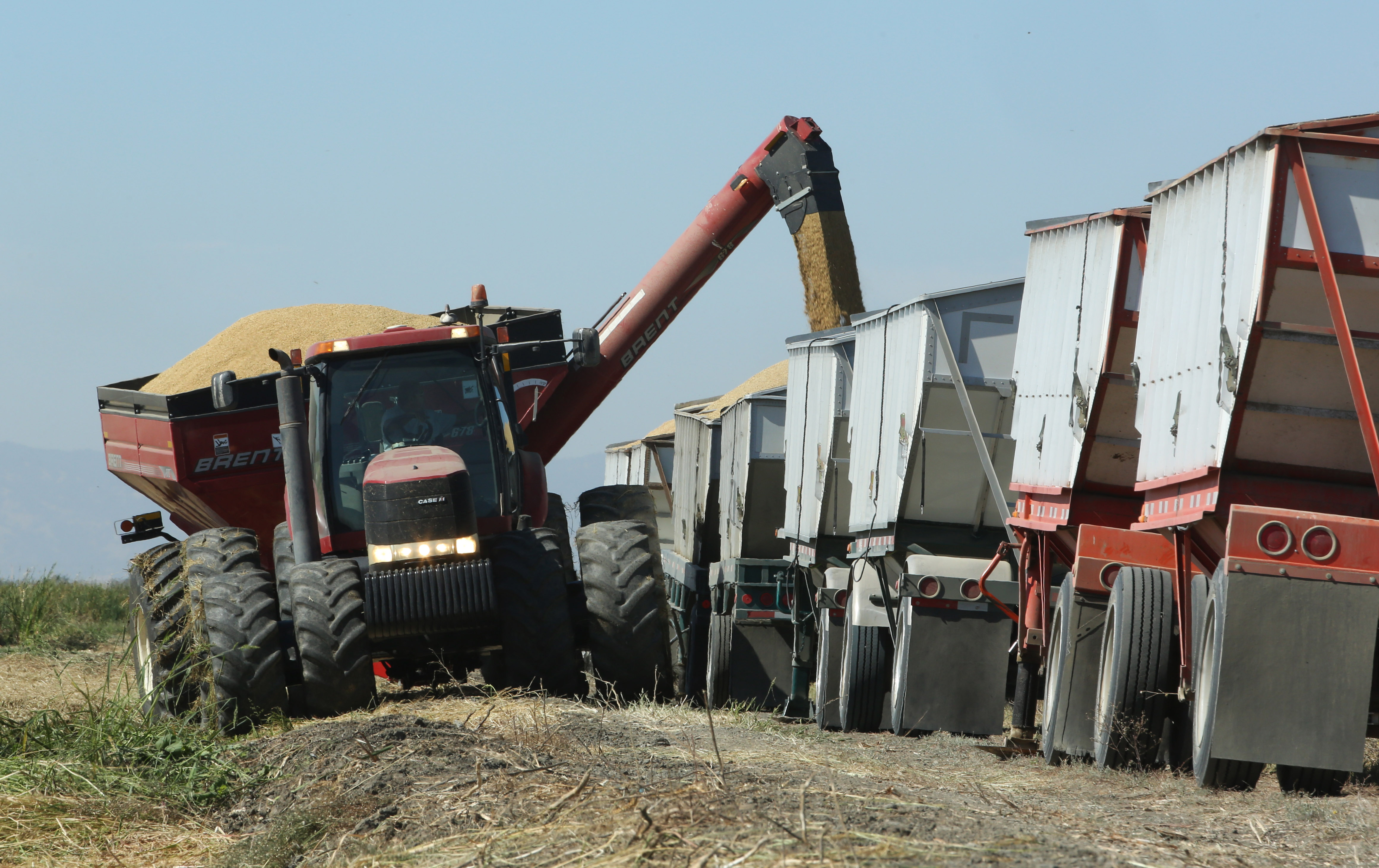 California Drought Rice Harvest