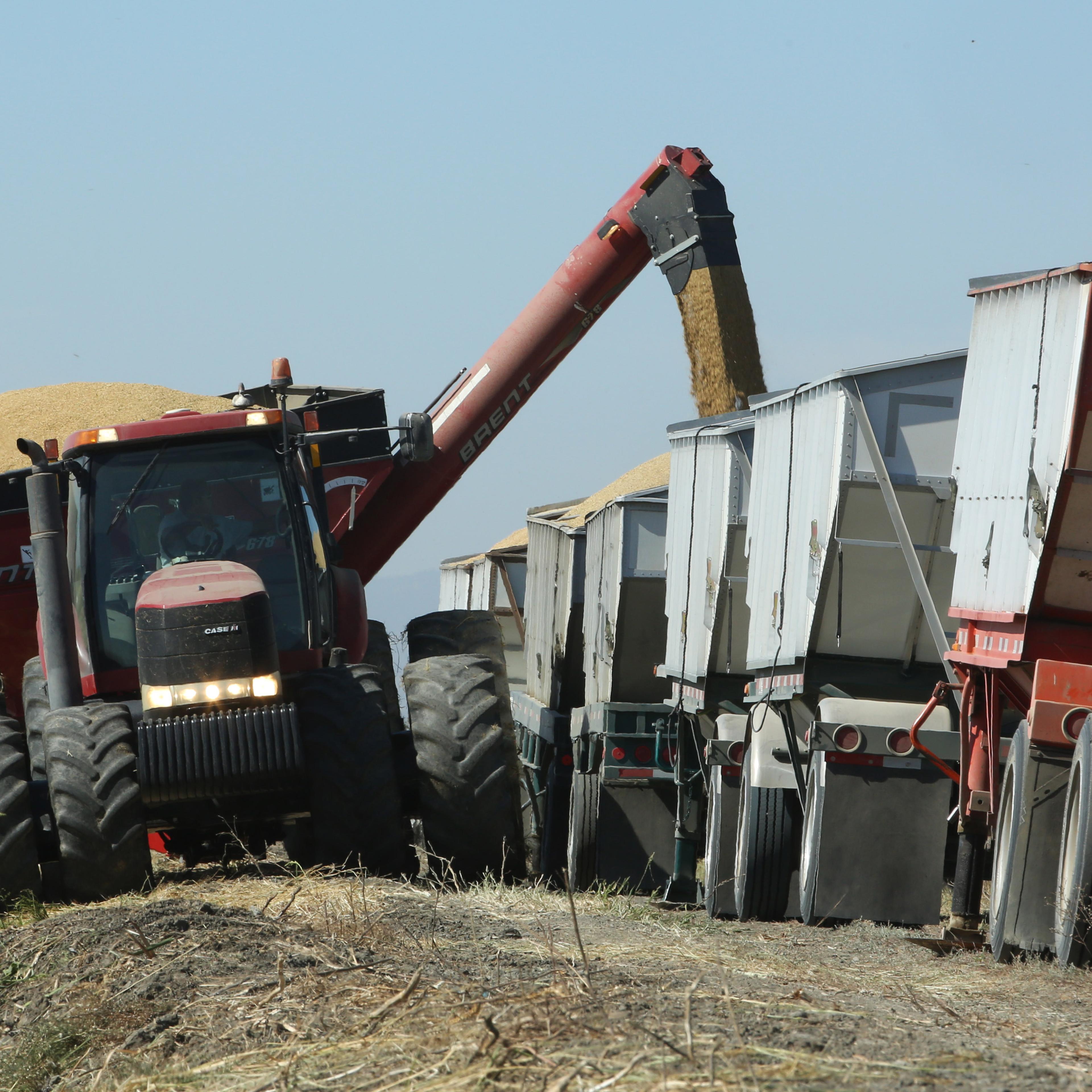 California Drought Rice Harvest