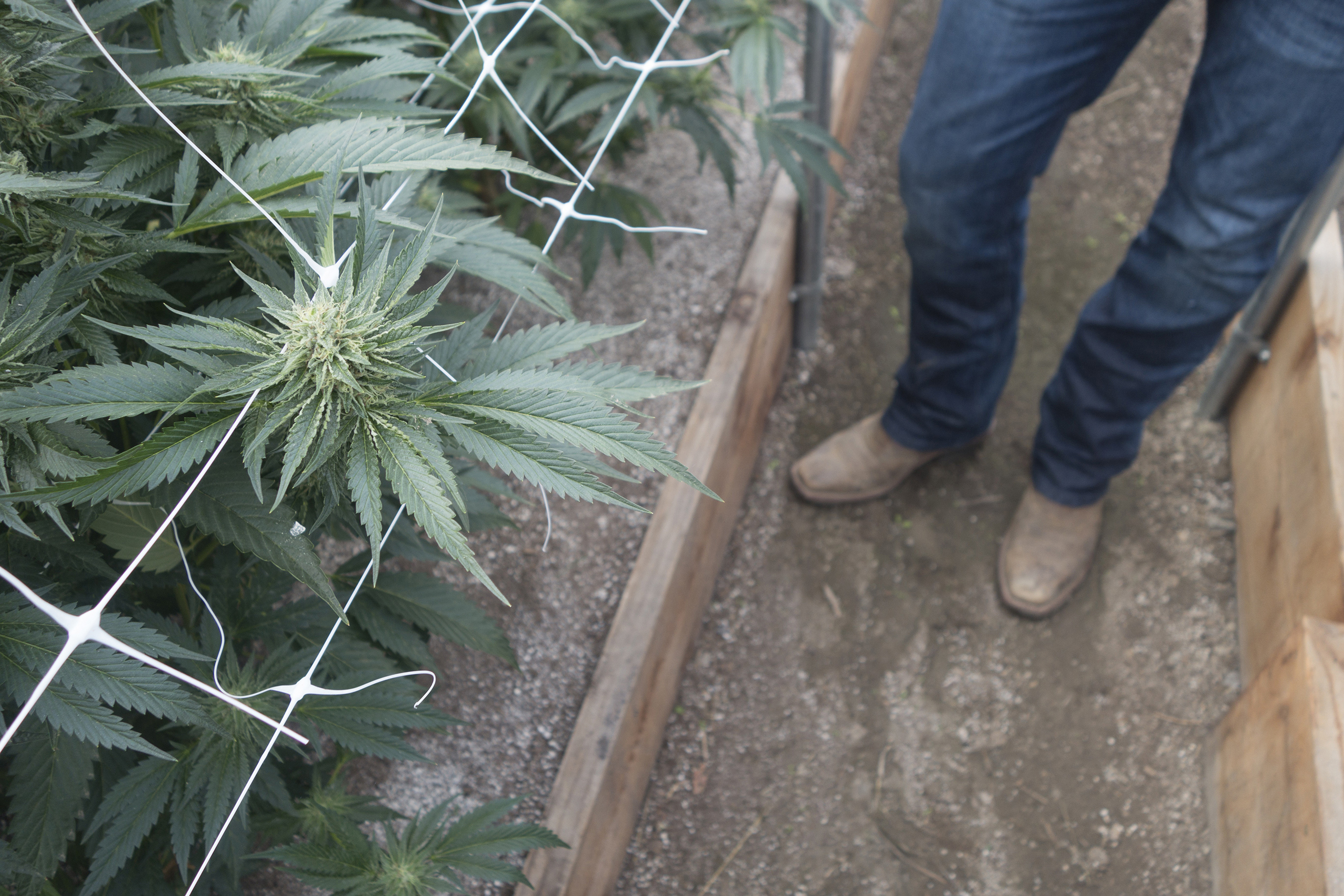 katy-steinmetz-california-weed-ligalization-marijuan-trade