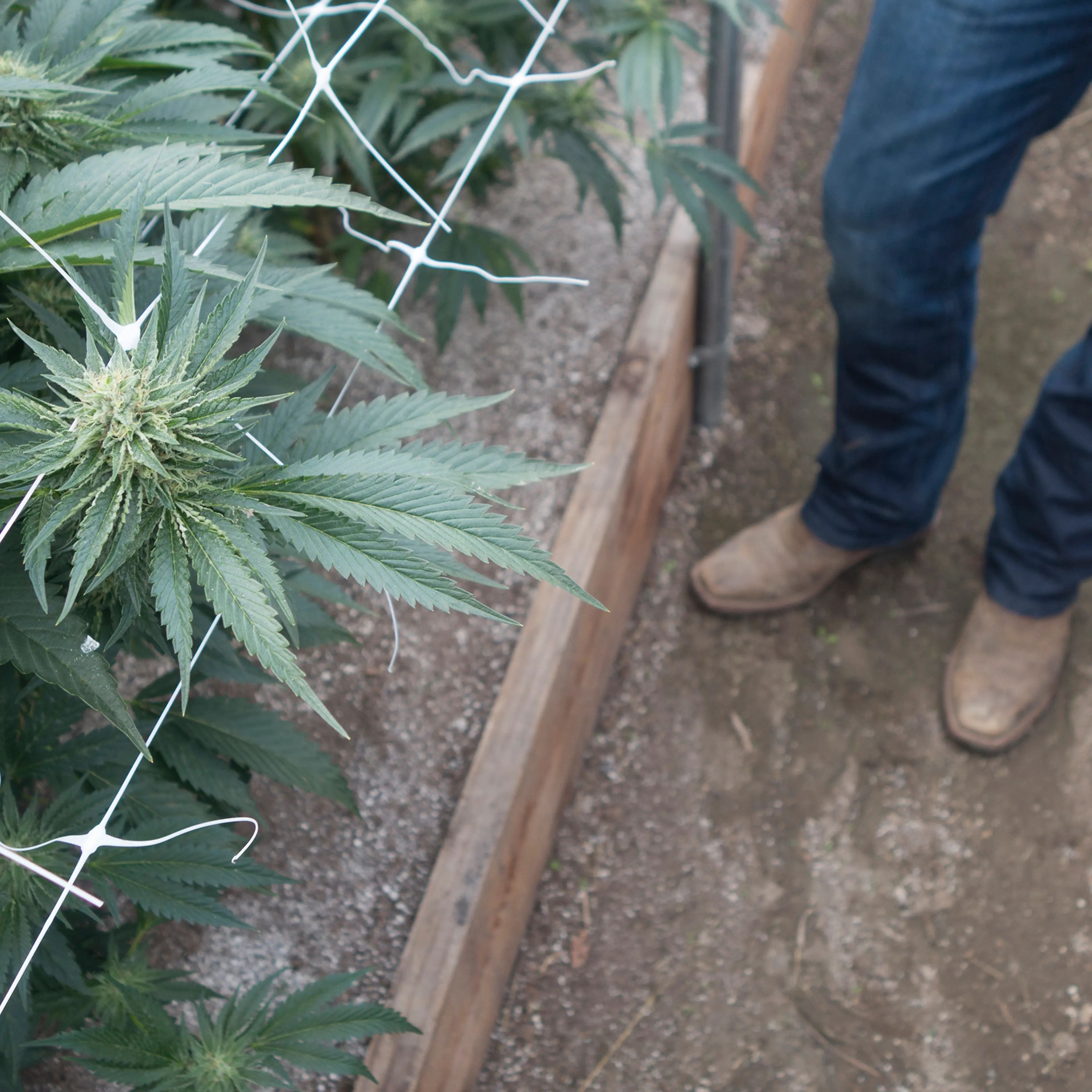 katy-steinmetz-california-weed-ligalization-marijuan-trade