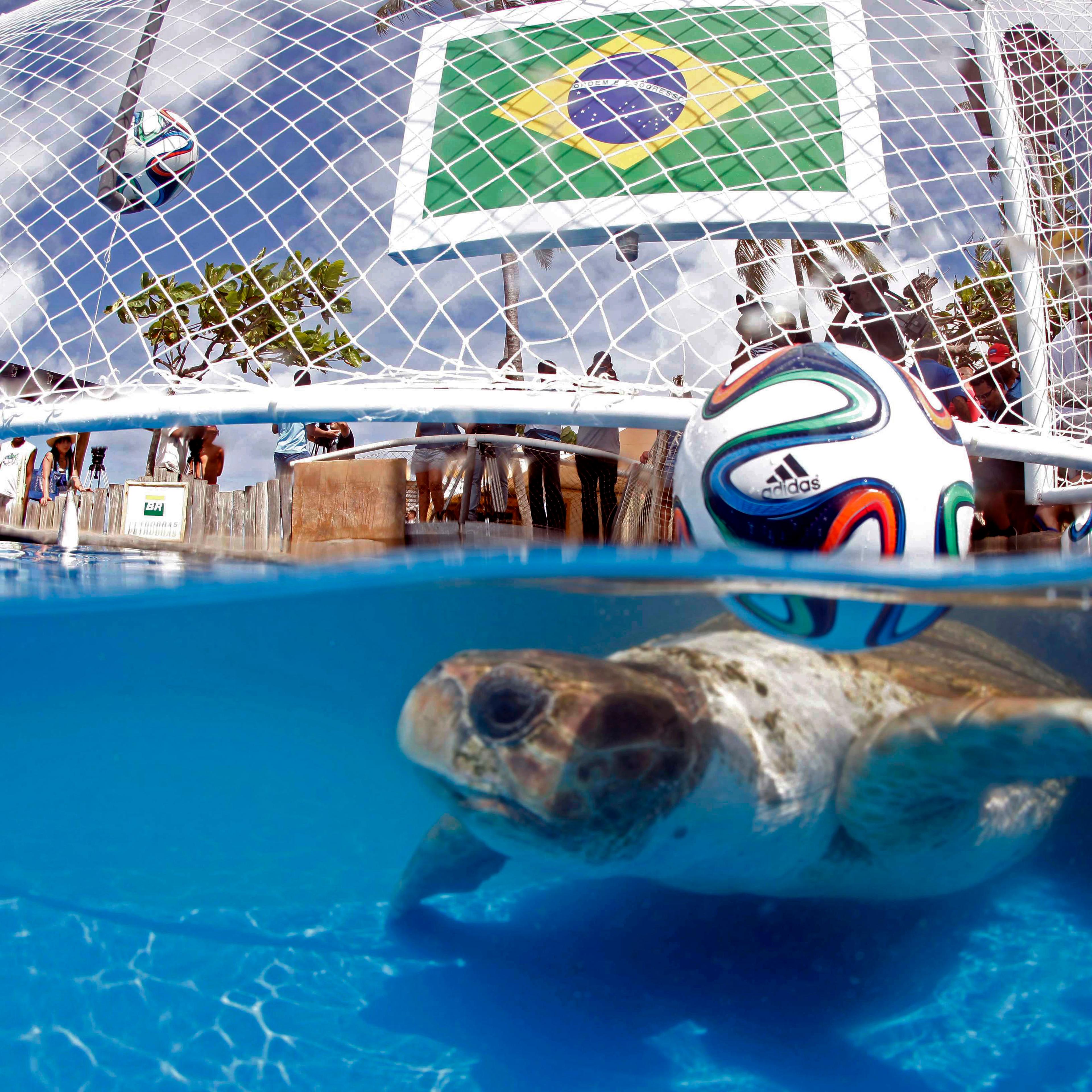 Brazil Animal Oracle