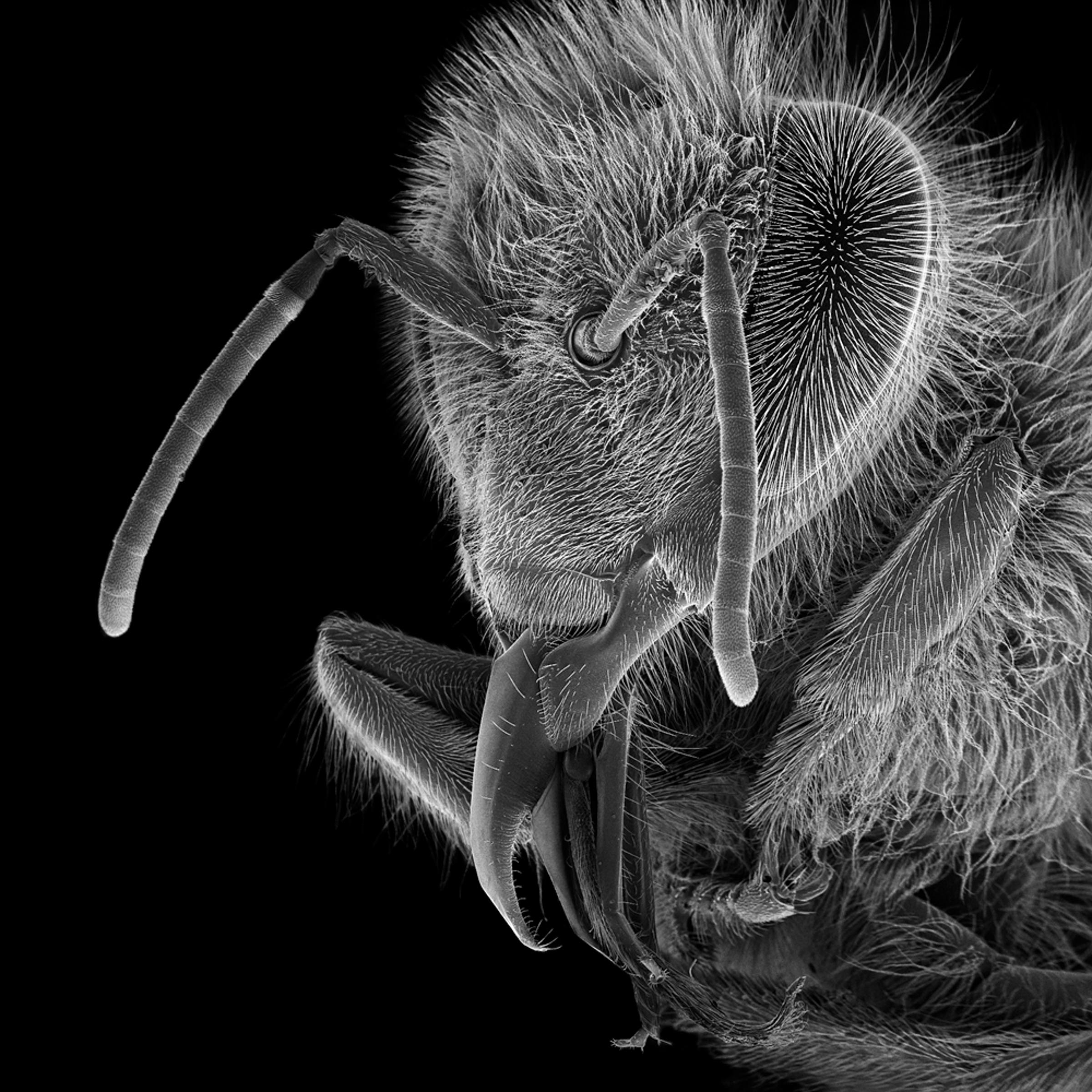 <i>Sabine</i>, 15x <br /><br />
The body of the honeybee comprises the head, thorax and abdomen. The antennae, eyes, proboscis and mandibles are part of the head. Four wings and six legs are attached to the thorax. The internal and reproductive organs, glands, wax plates and sting are parts of the abdomen.