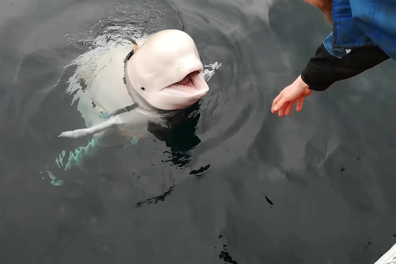 Beluga Whale Suspected of Being Russian Spy