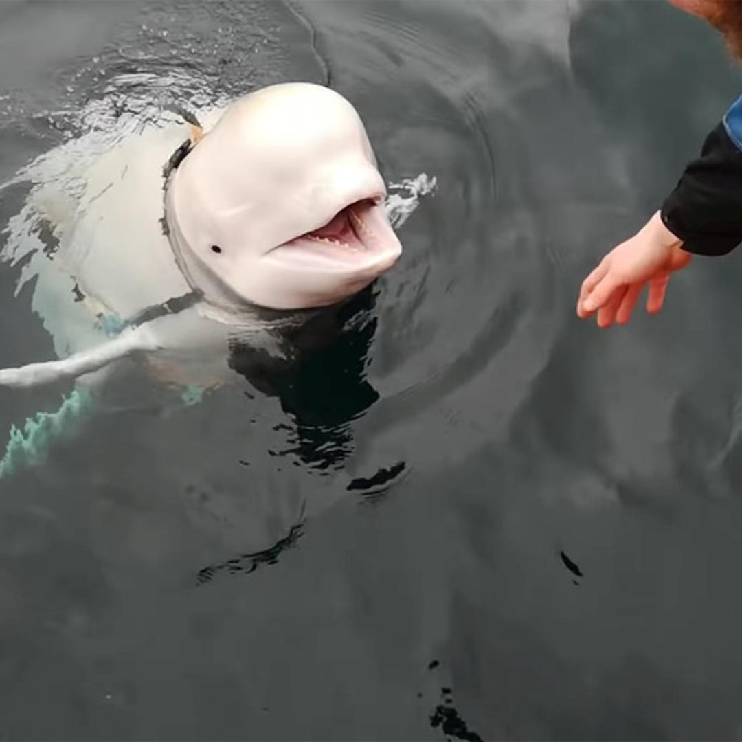 Beluga Whale Suspected of Being Russian Spy