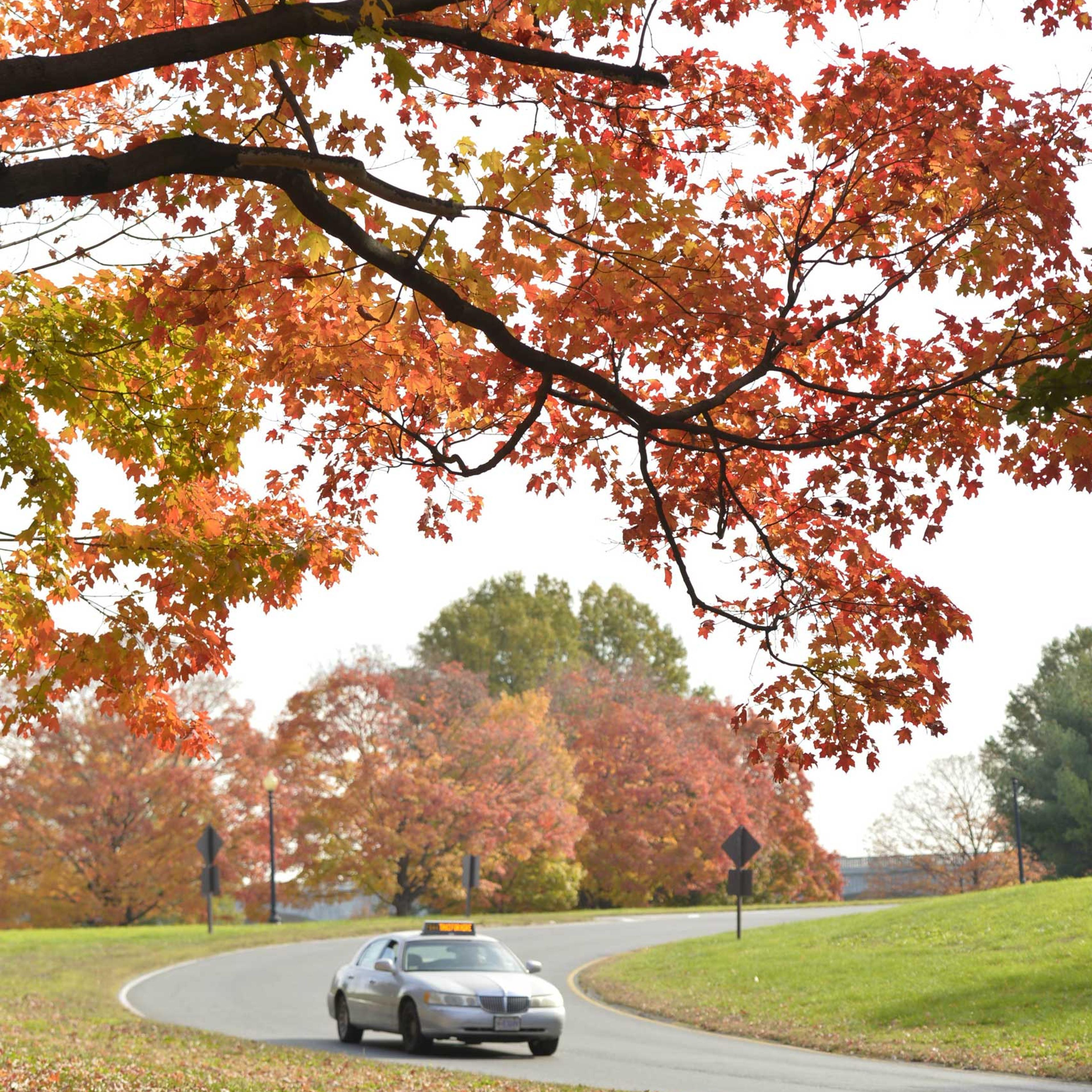 A car runs past fall foliage in Washington D.C., capital of the United States, on Oct. 28, 2014.