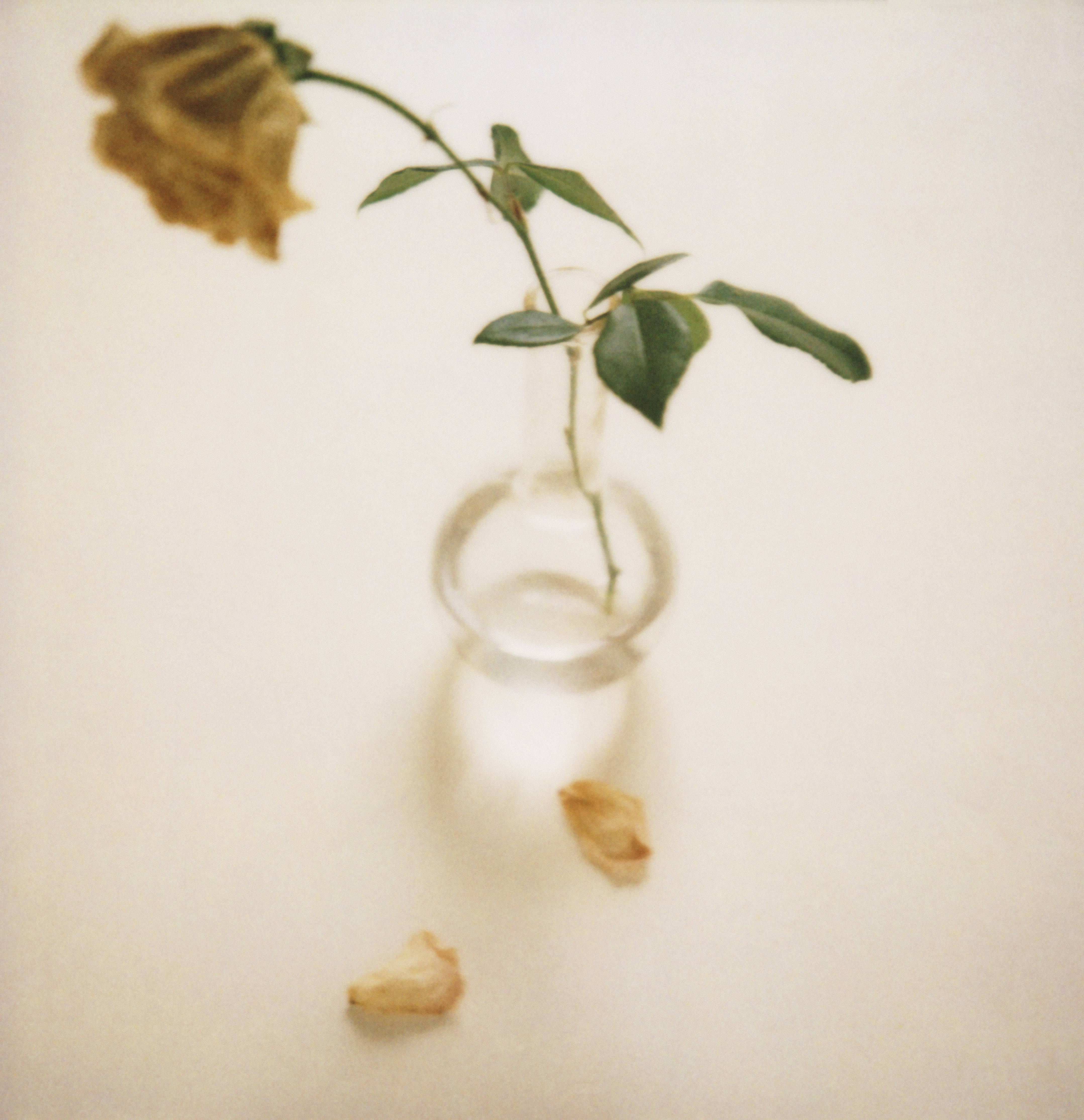 Dried rose