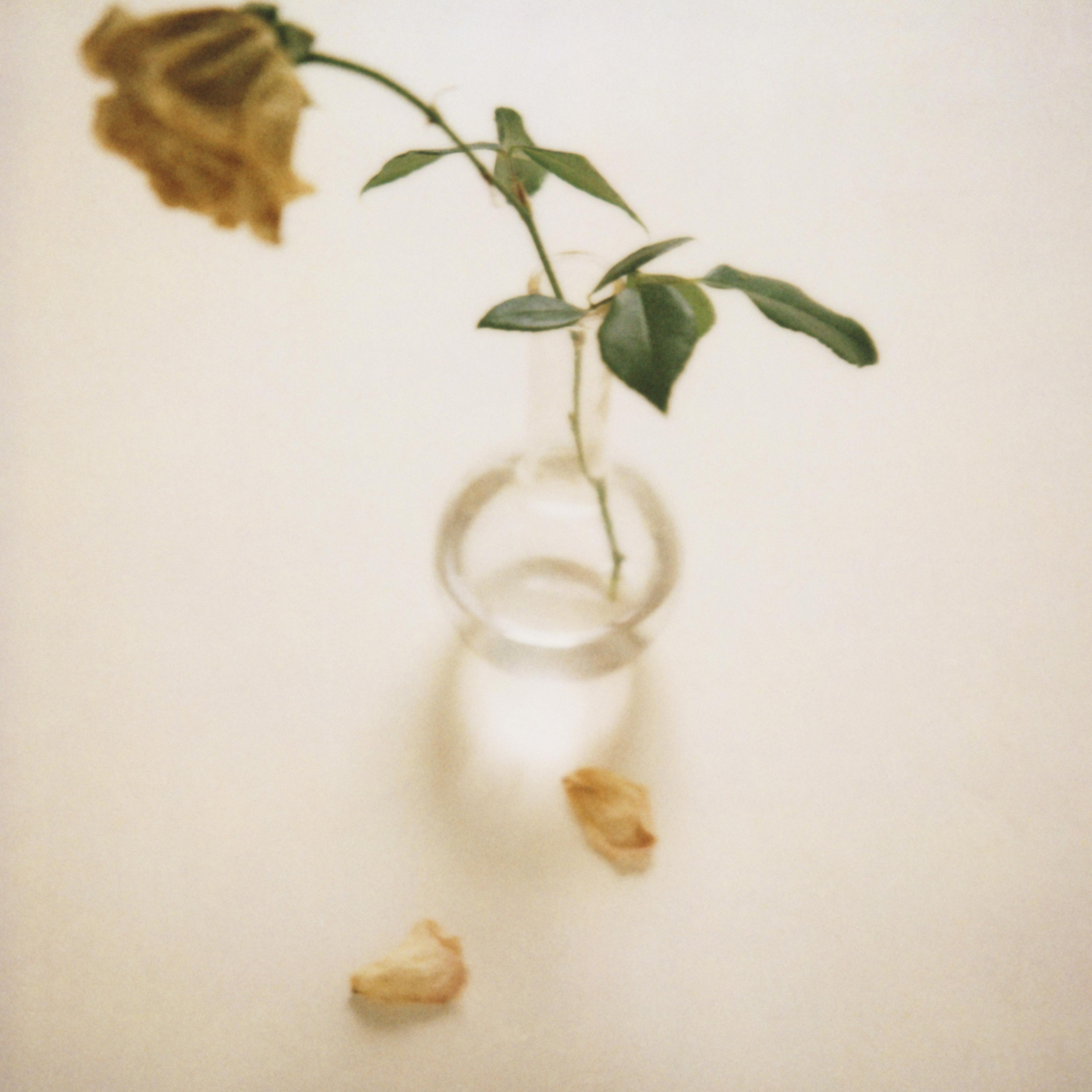 Dried rose