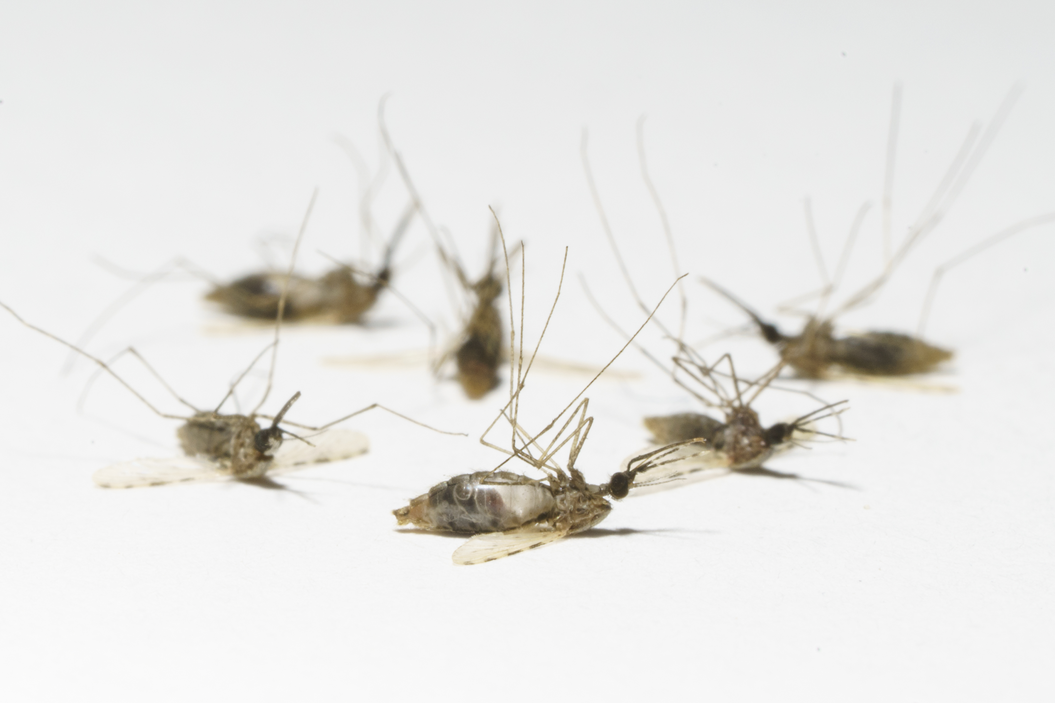 Malaria mosquitoes killed by an isoxazoline drug.