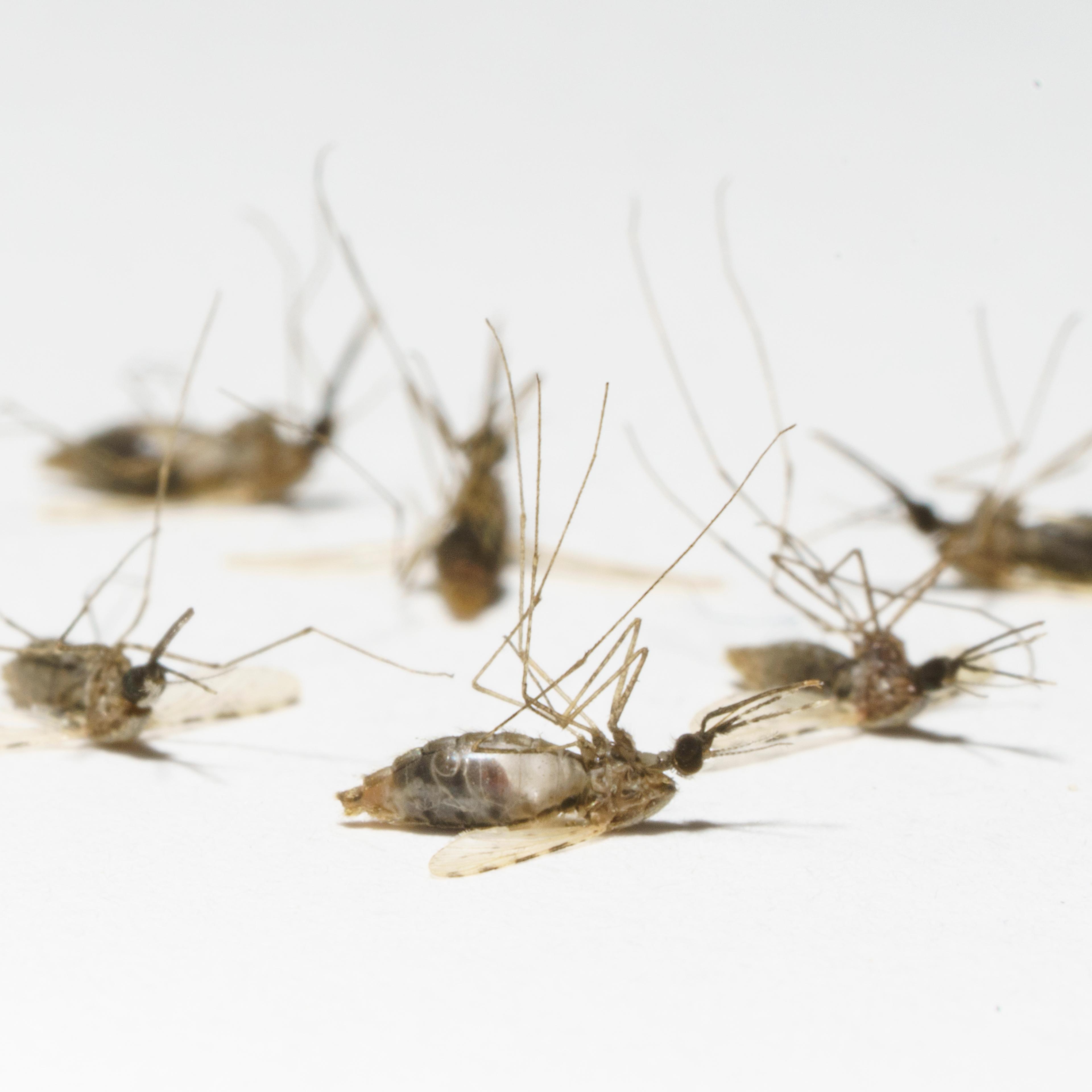 Malaria mosquitoes killed by an isoxazoline drug.