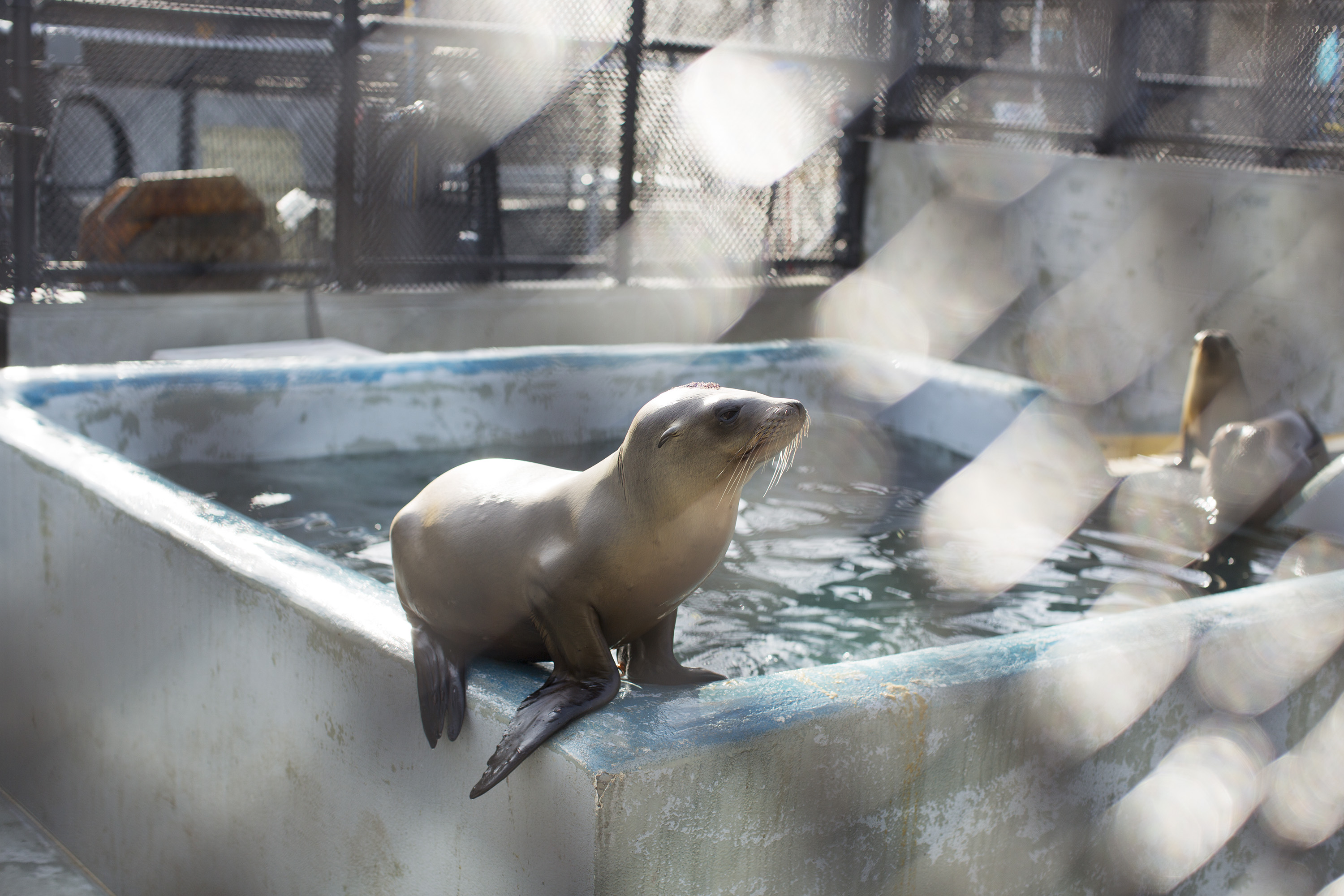 Sick Baby Seals Marine Mammal Center
