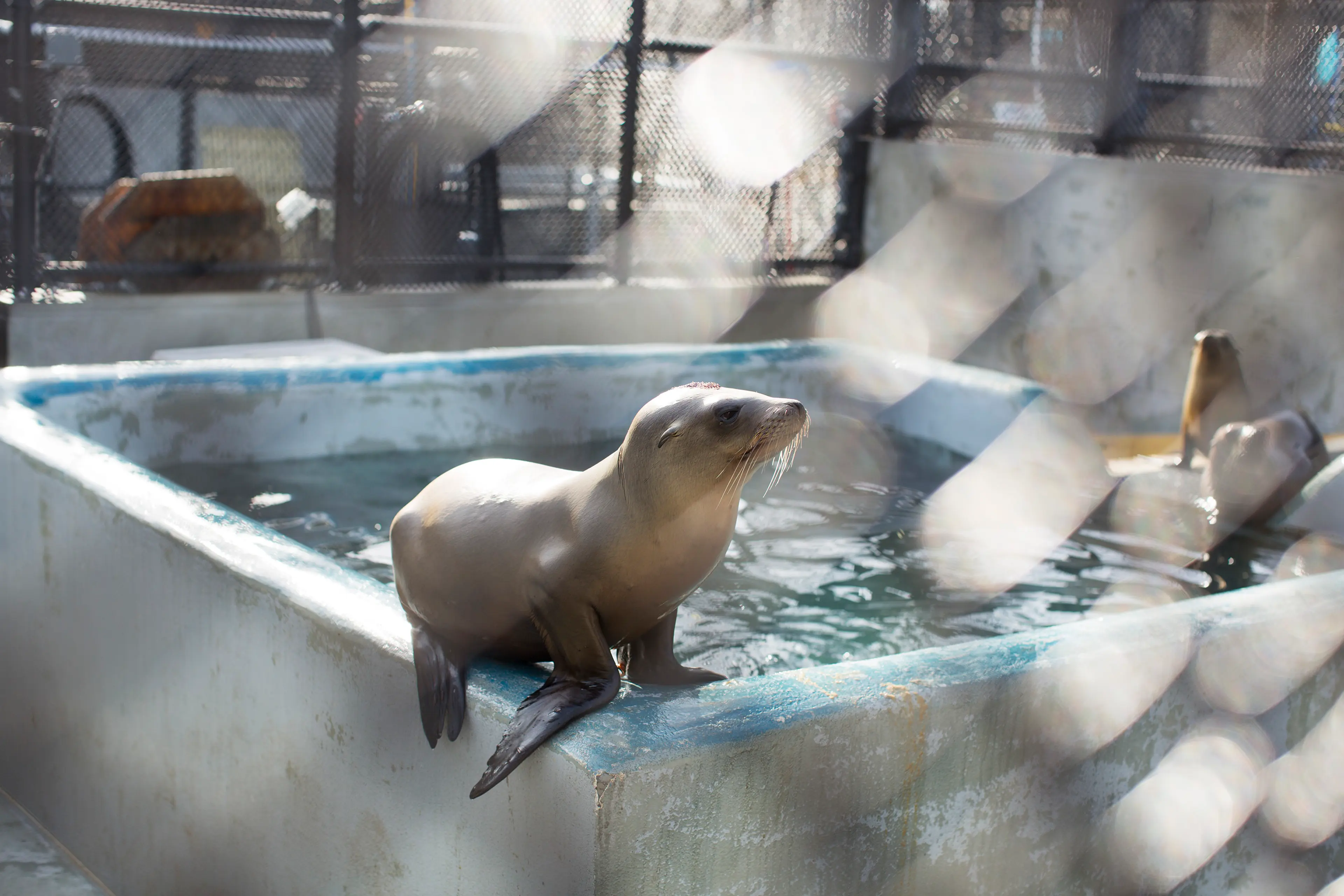 Sick Baby Seals Marine Mammal Center