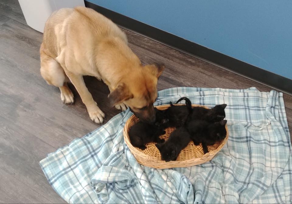 Serenity kisses her kittens in this undated photo provided by Pet and Wildlife Rescue. 
