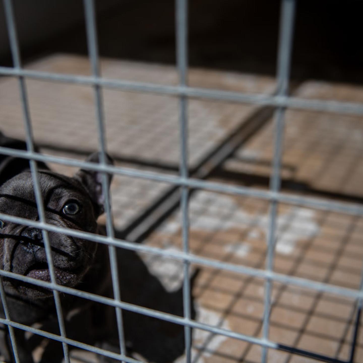 Rise In Illegal Dog Imports Occur During The Coronavirus Pandemic