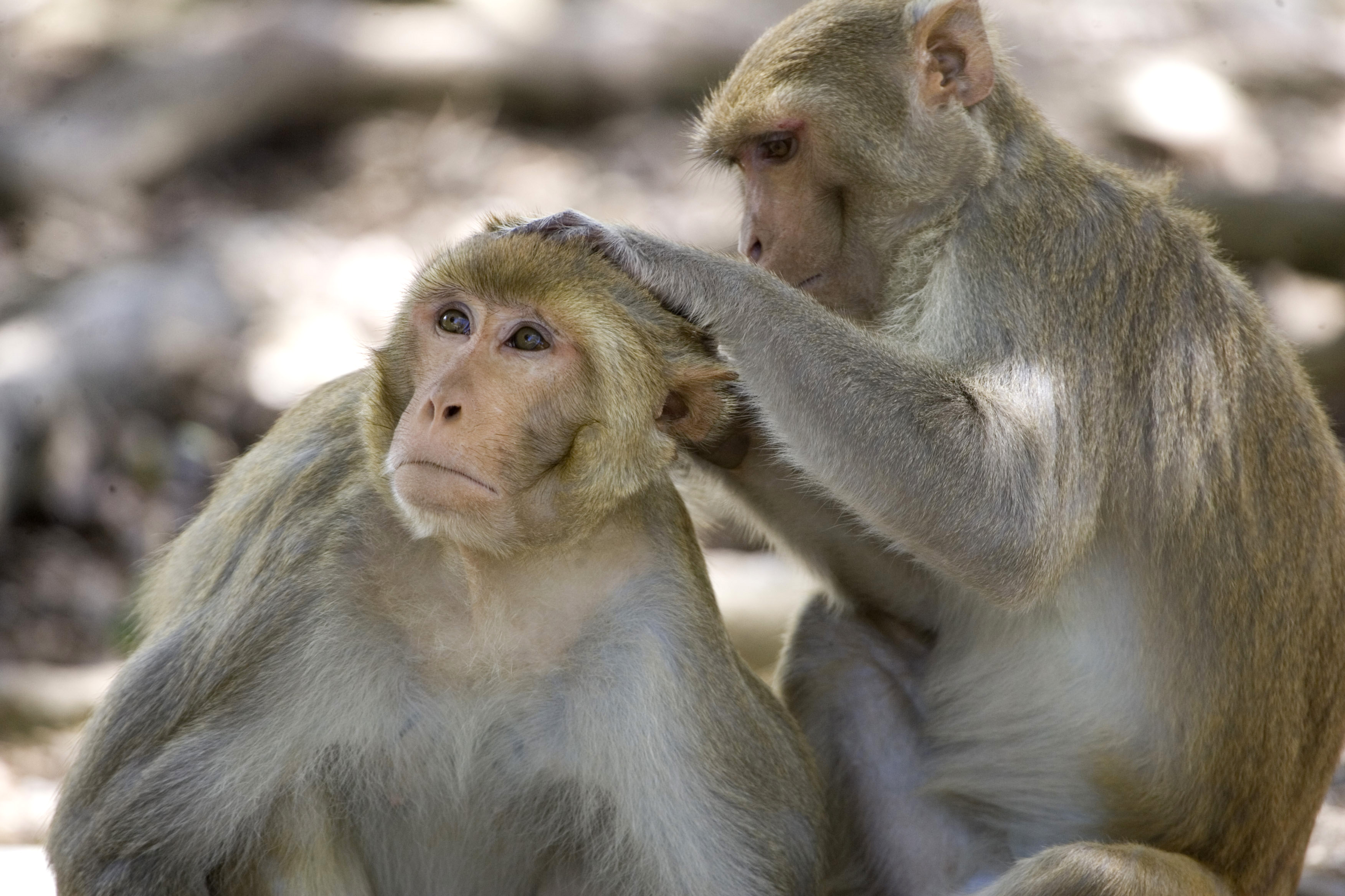A rhesus macaque monkey grooms another on Cayo Santiago, known as Monkey Island off the eastern coast of Puerto Rico, Tuesday, July 29, 2008.