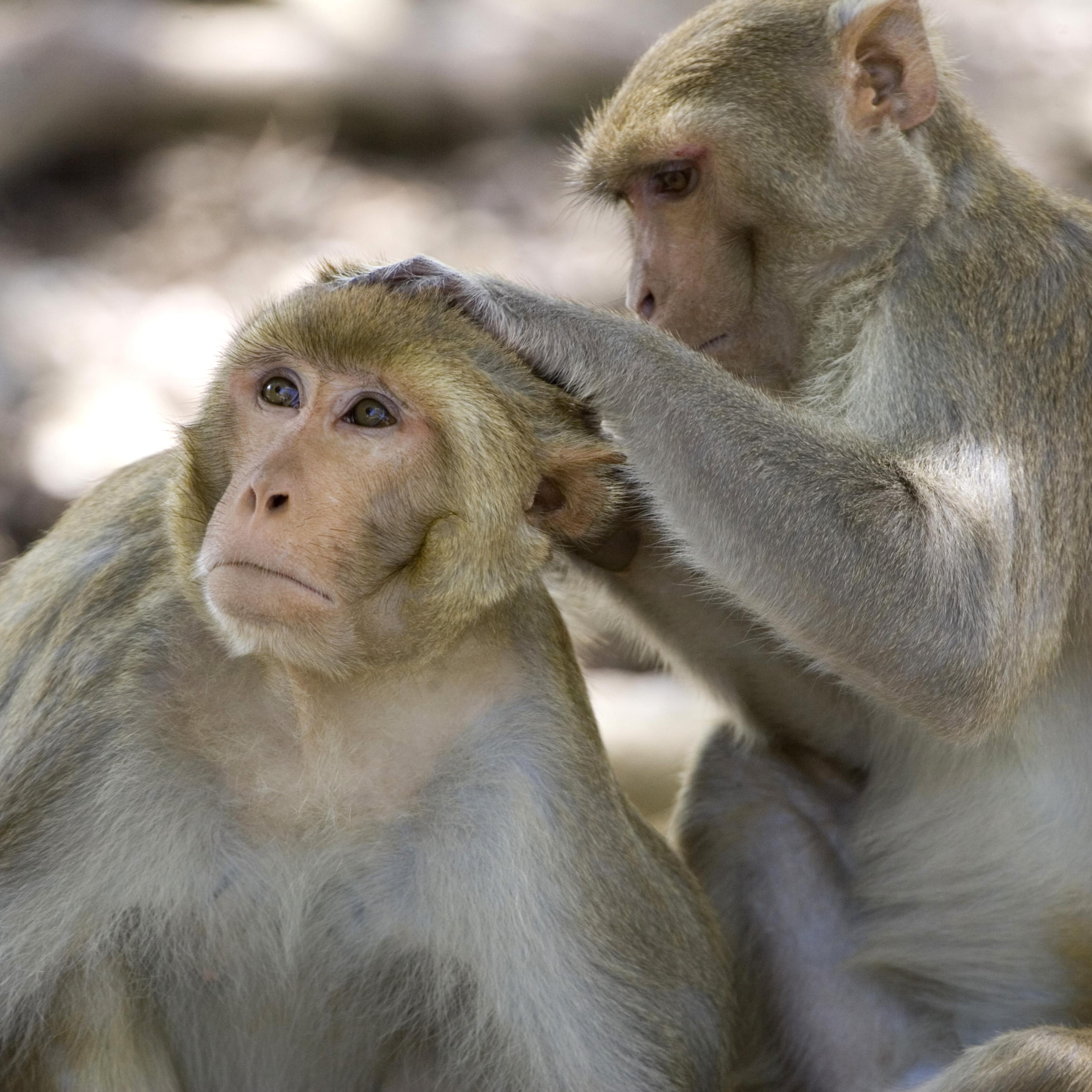A rhesus macaque monkey grooms another on Cayo Santiago, known as Monkey Island off the eastern coast of Puerto Rico, Tuesday, July 29, 2008.