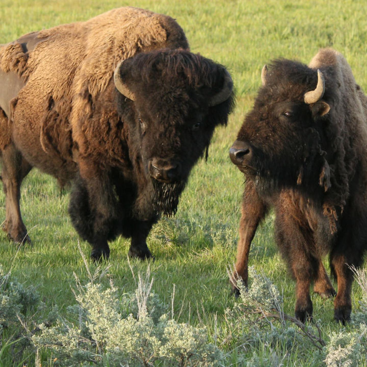 Bison (Buffalo) graze in the meadow of Yellowstone National