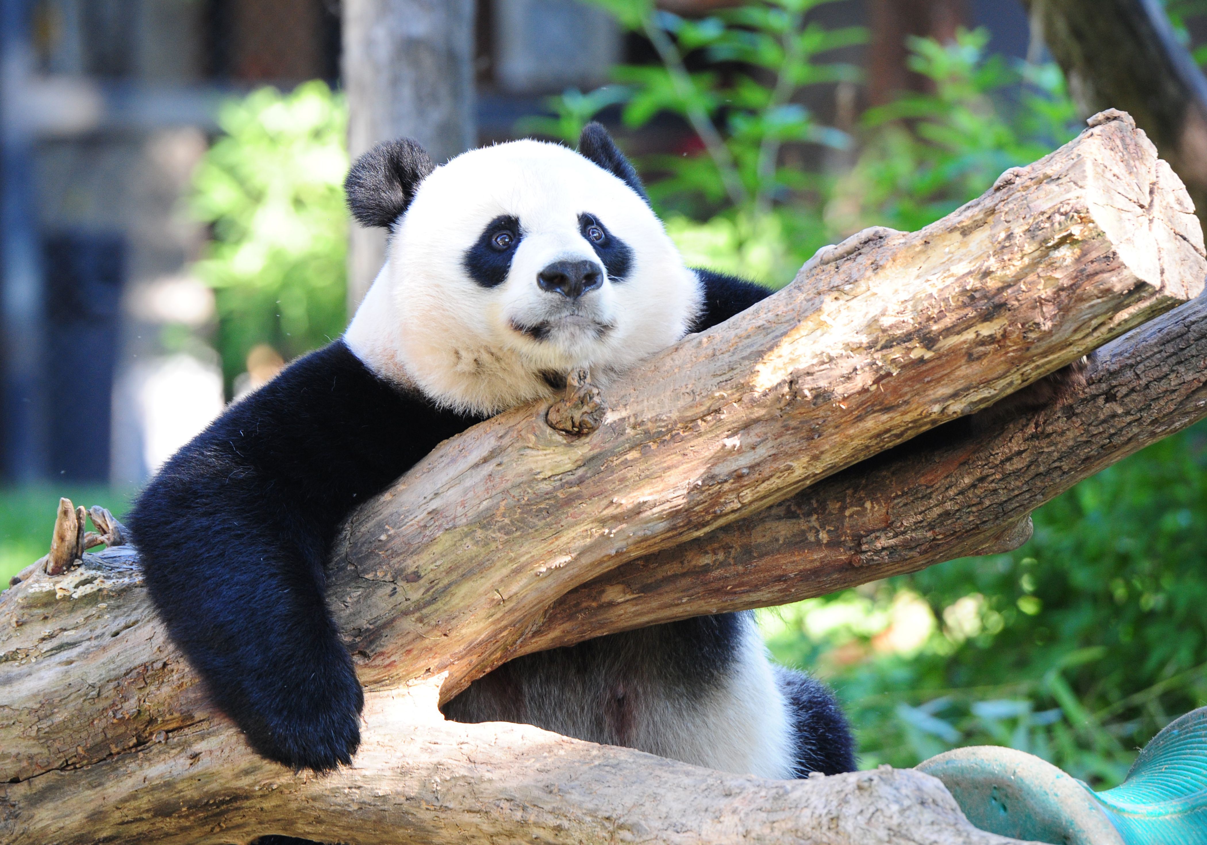 US-ANIMAL-PANDA