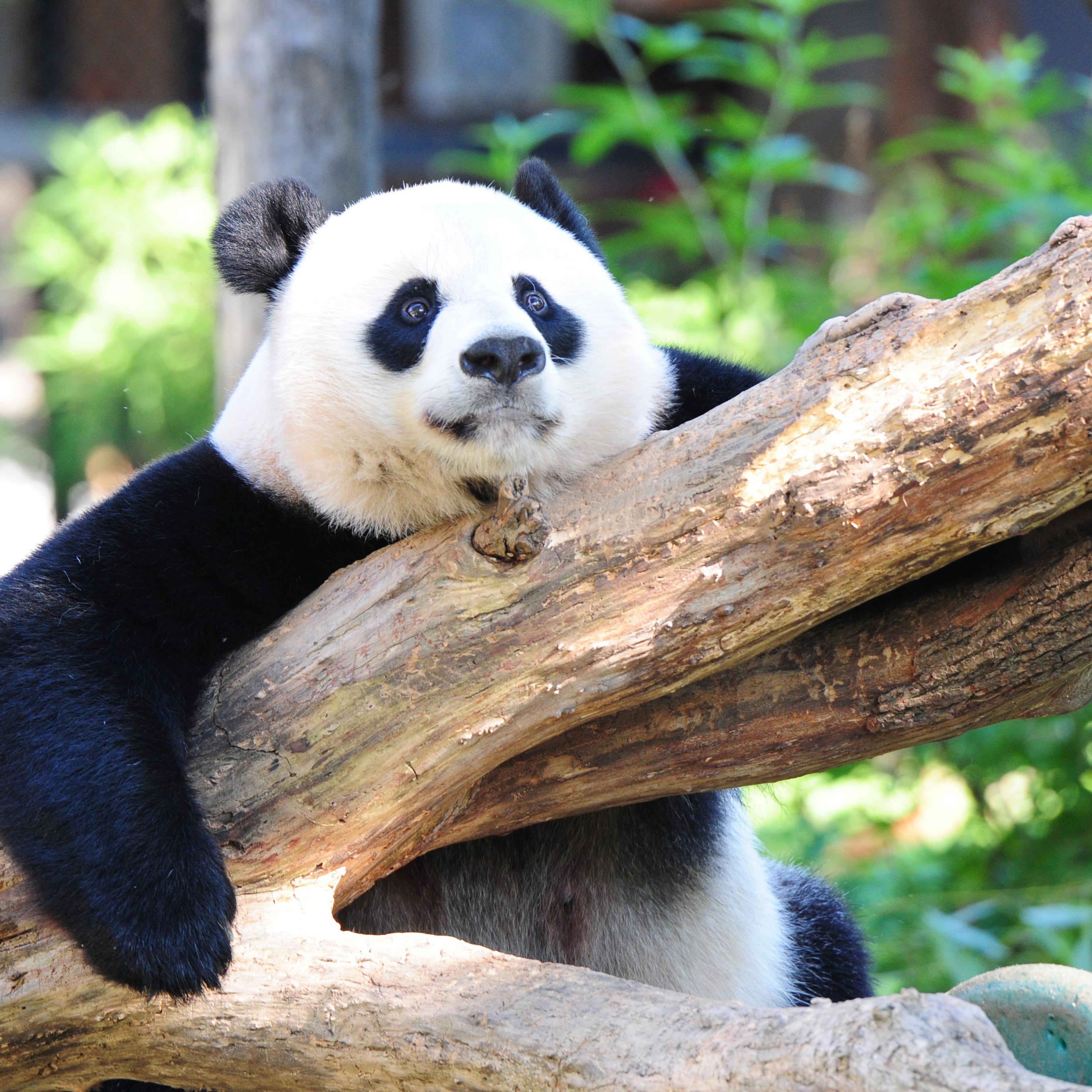 US-ANIMAL-PANDA