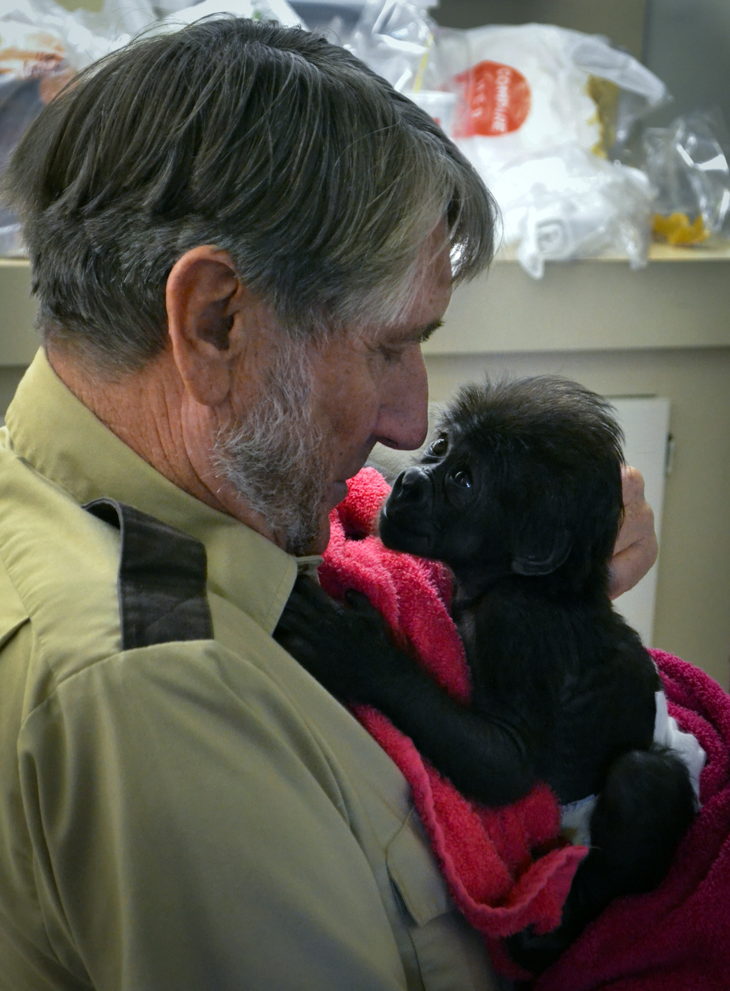 In this Friday, Feb. 15, 2013, photo, CGladys Porter Zoo Director Jerry Stones holds a seventeen day old female baby gorilla at the Gladys Porter Zoo in Brownsville, Texas. The gorilla born last month at a South Texas zoo has been ignored by her mother s