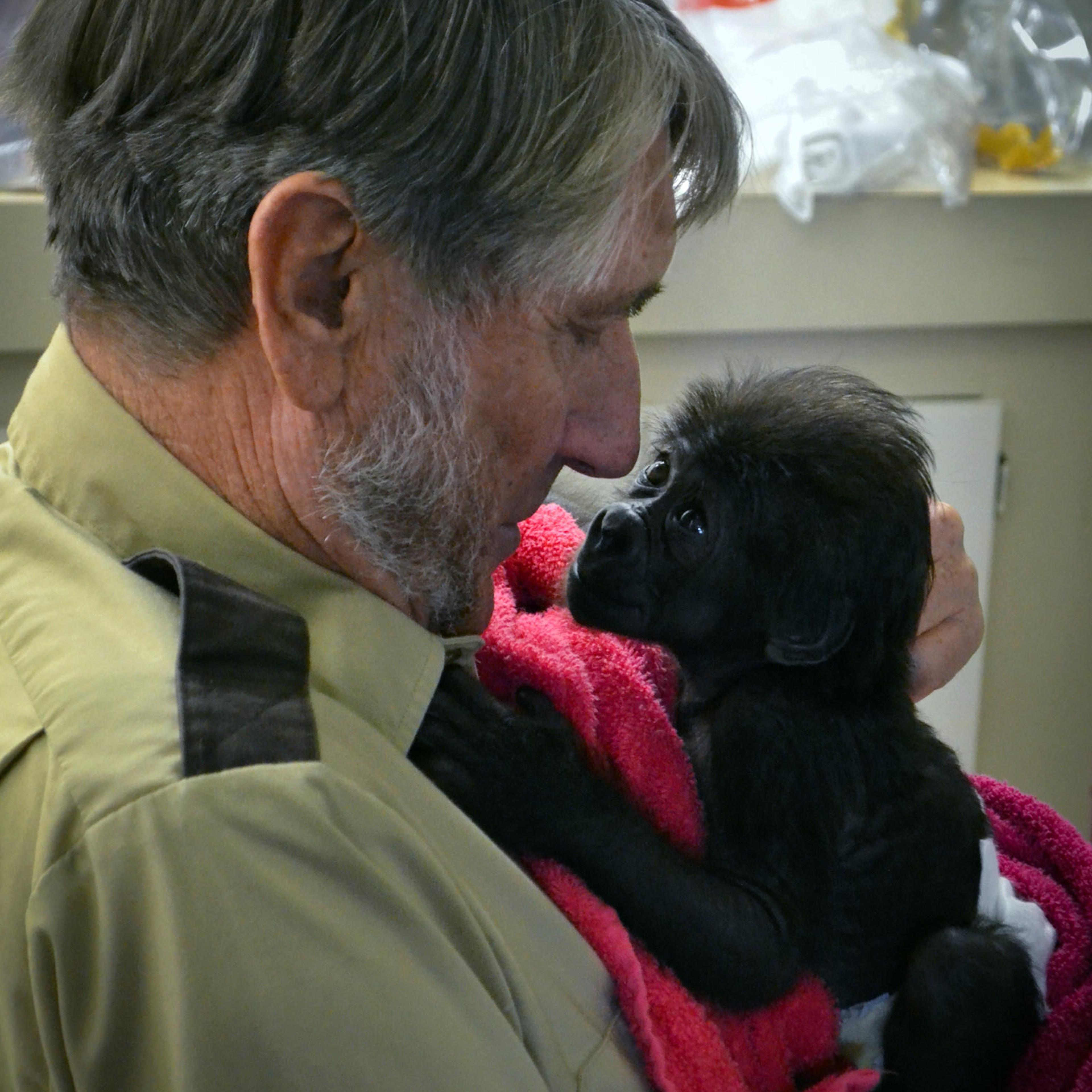 In this Friday, Feb. 15, 2013, photo, CGladys Porter Zoo Director Jerry Stones holds a seventeen day old female baby gorilla at the Gladys Porter Zoo in Brownsville, Texas. The gorilla born last month at a South Texas zoo has been ignored by her mother s