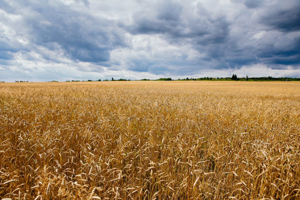 Wheat