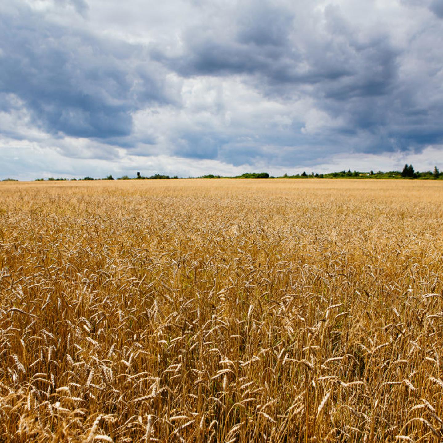 Wheat