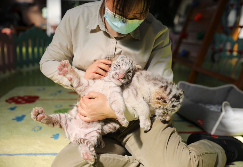 Tourists Visit Beijing Wildlife Park