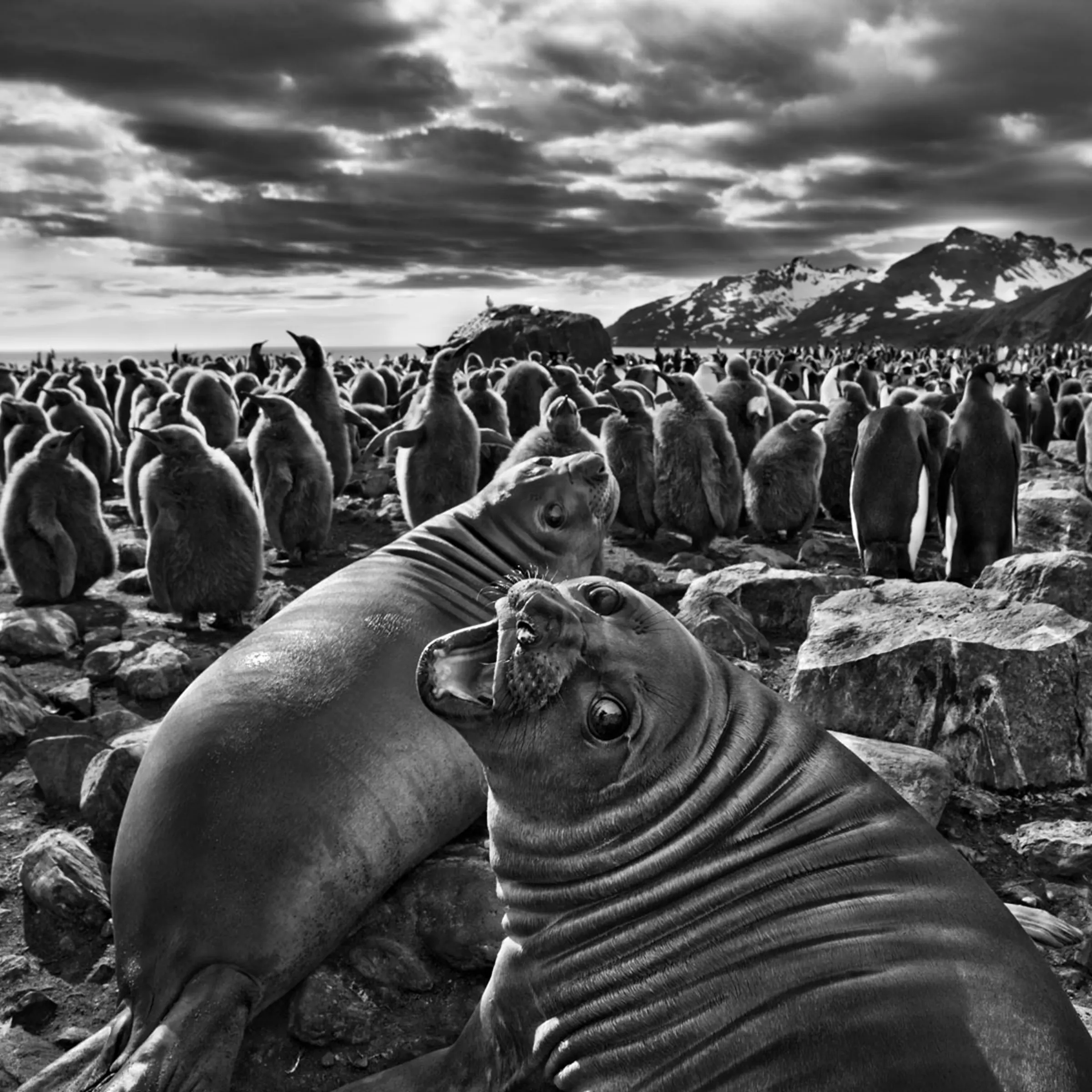 On South Georgia, a barren island in the far South Atlantic, a pair of southern elephant seal calves beckon before a colony of king penguins. “The male seals can grow to almost five tons,” says Salgado, “but these are just babies. This one looked at me with beautiful eyes.”