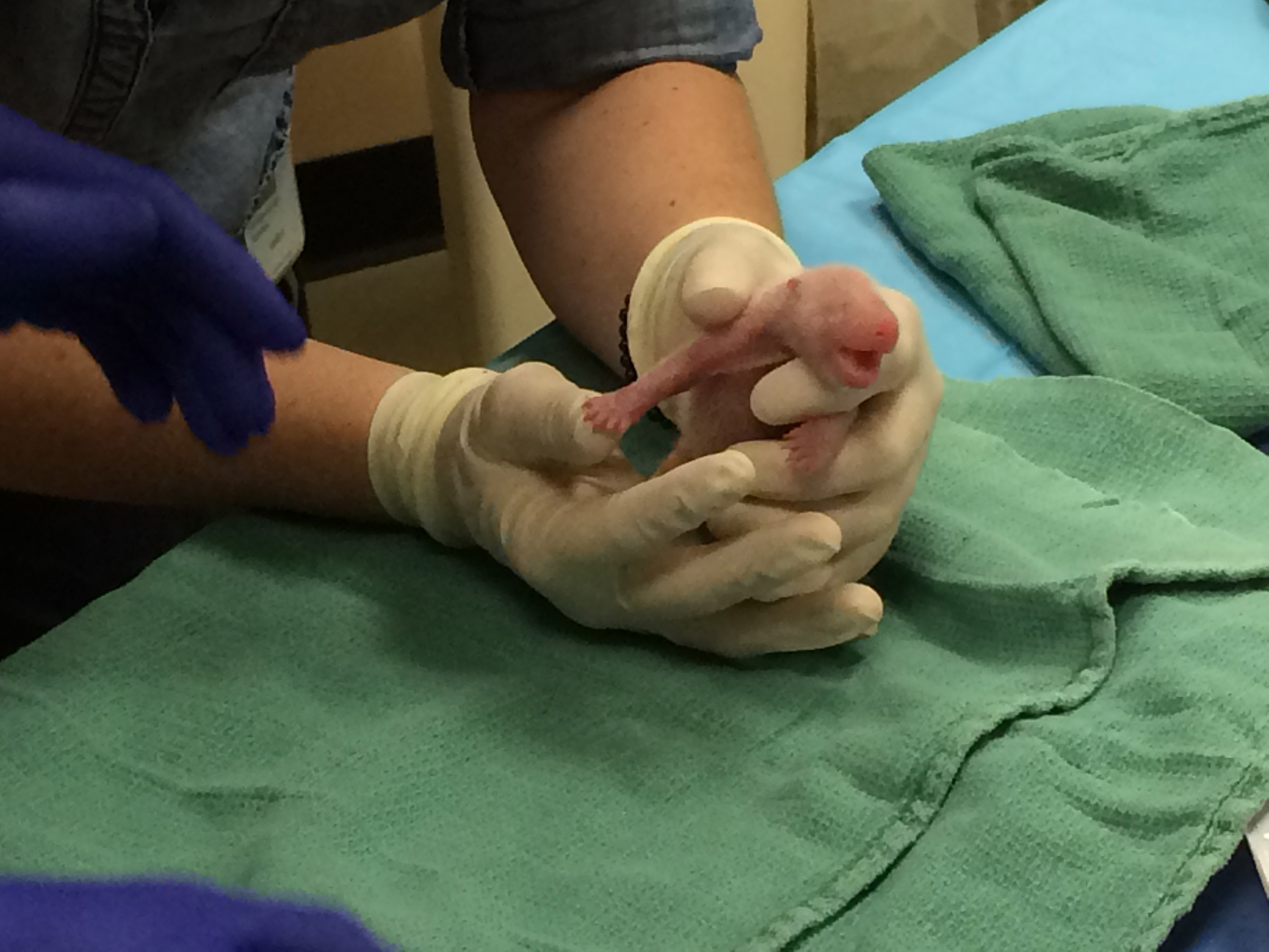Twin Giant Pandas Born At Smithsonian's National Zoo
