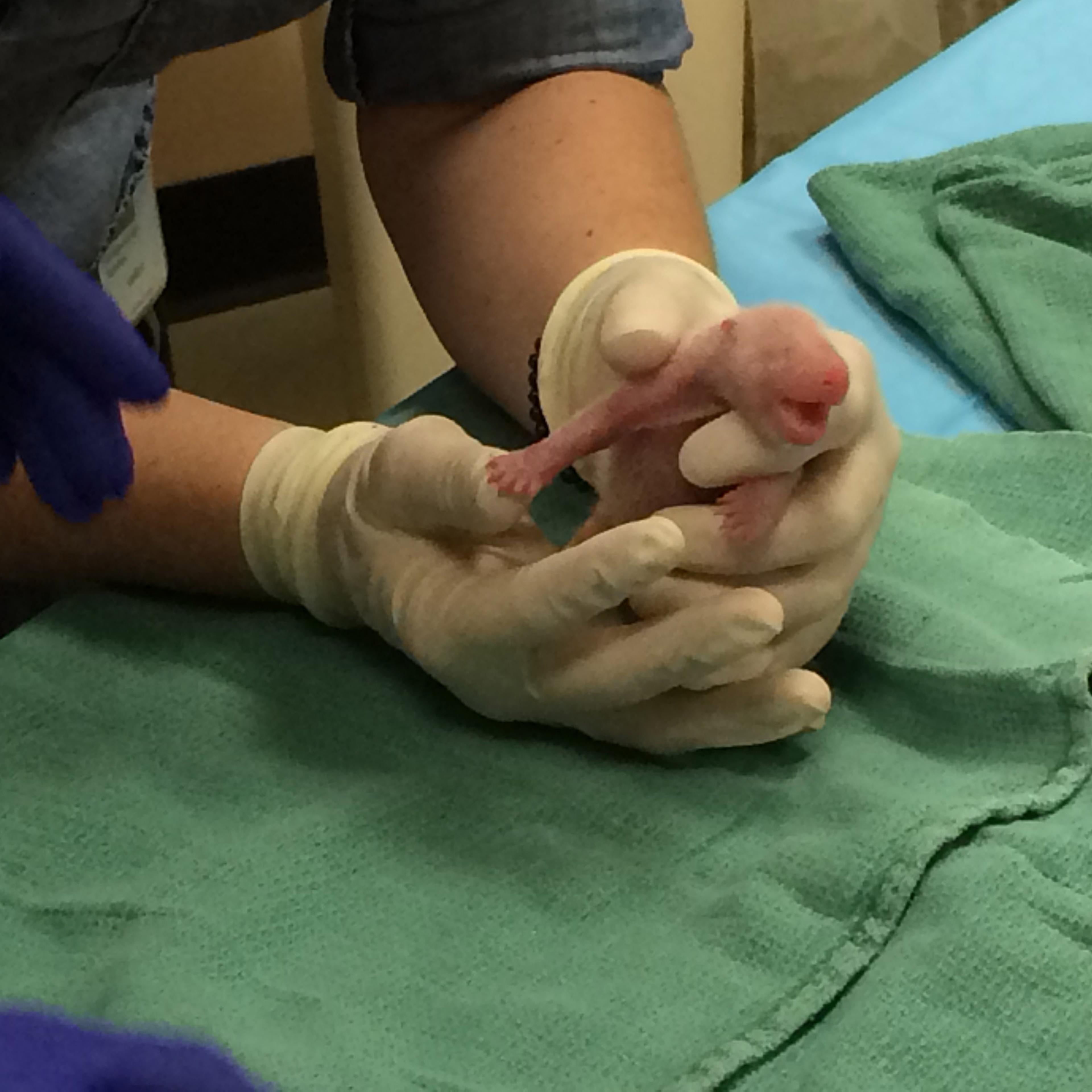 Twin Giant Pandas Born At Smithsonian's National Zoo