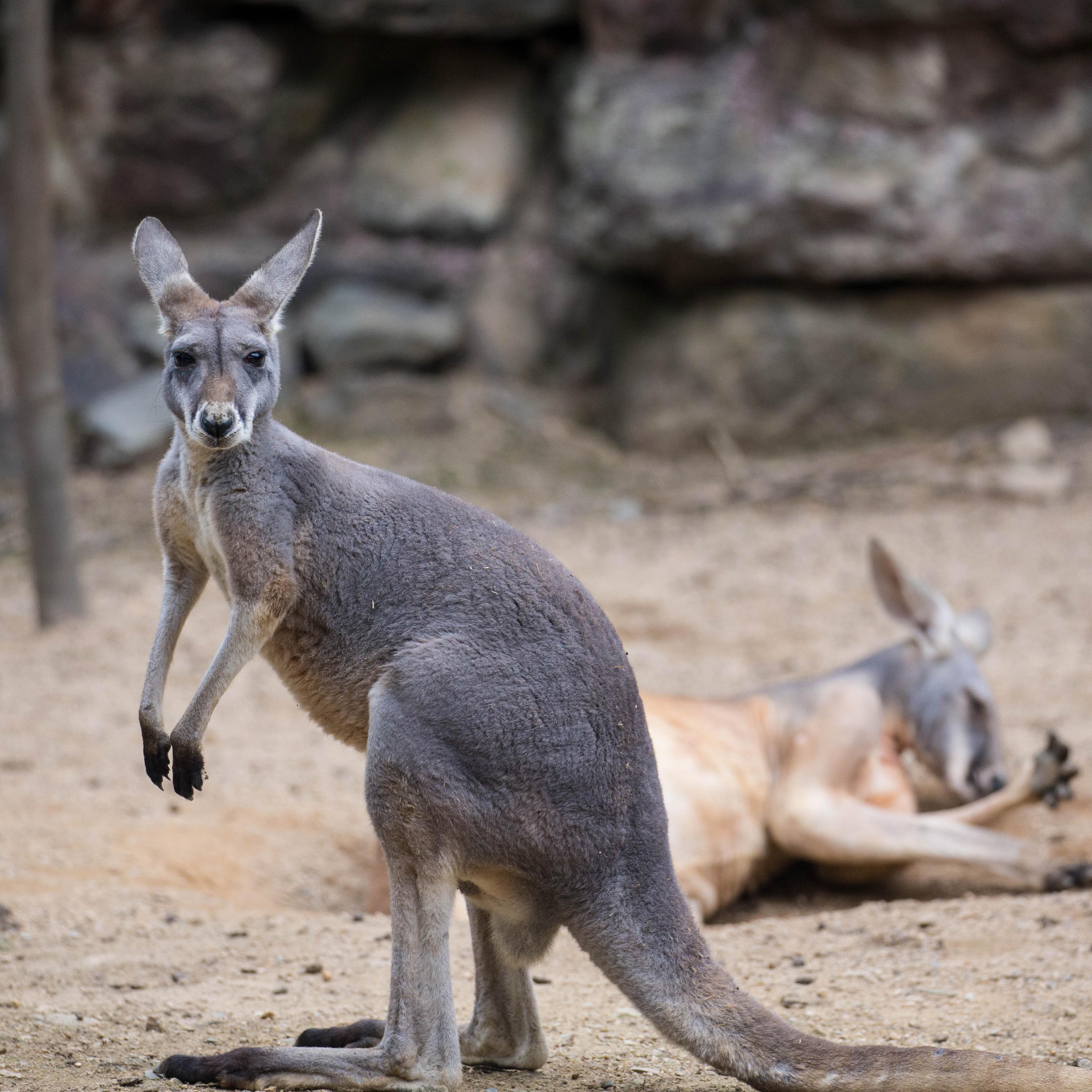 Kangaroos Dig Holes And Lie Down In Hangzhou Zoo