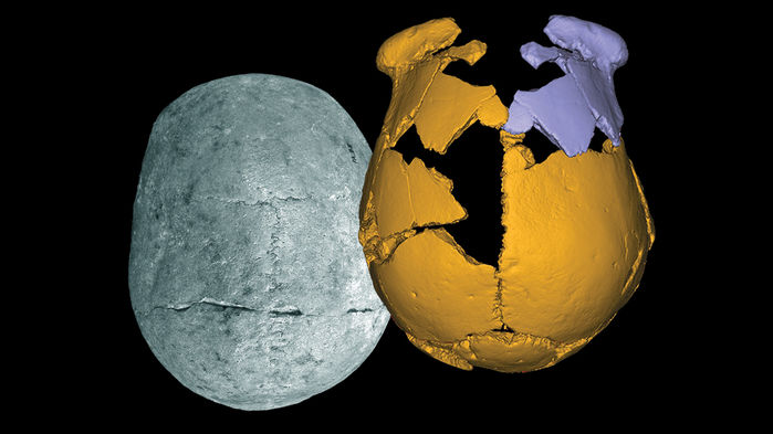 Fossil fragments (yellow) were put together with their mirror-image pieces (purple) to visualize the skull of an archaic human who lived in eastern China.