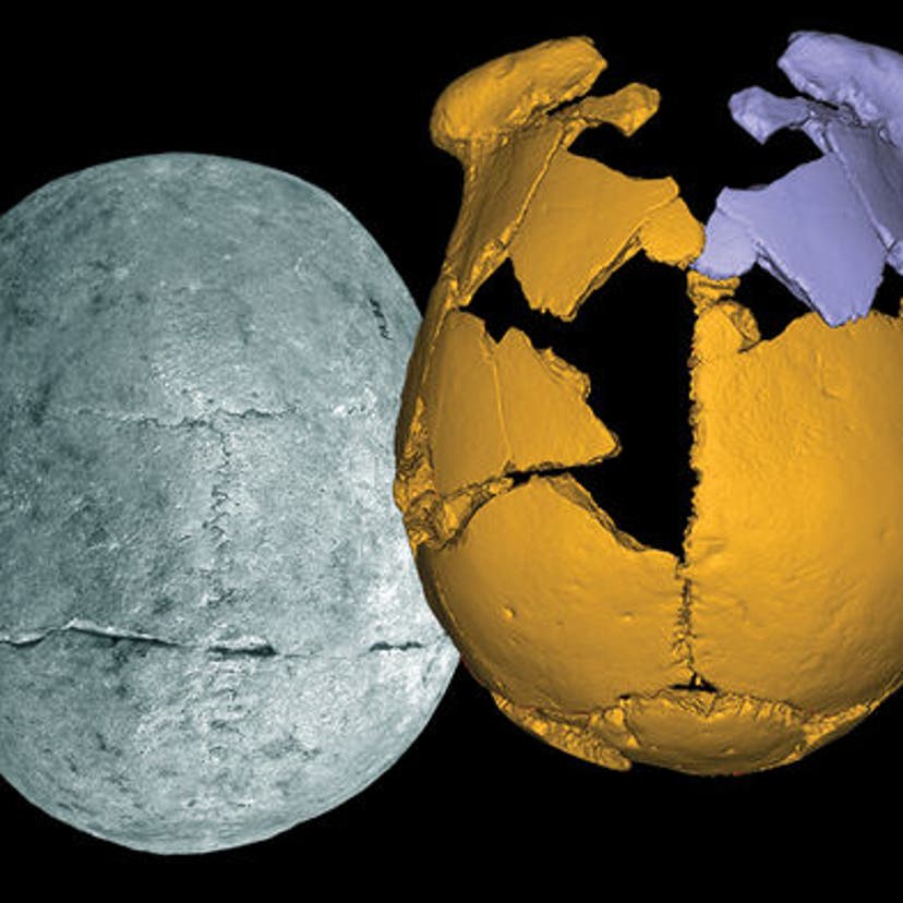 Fossil fragments (yellow) were put together with their mirror-image pieces (purple) to visualize the skull of an archaic human who lived in eastern China.