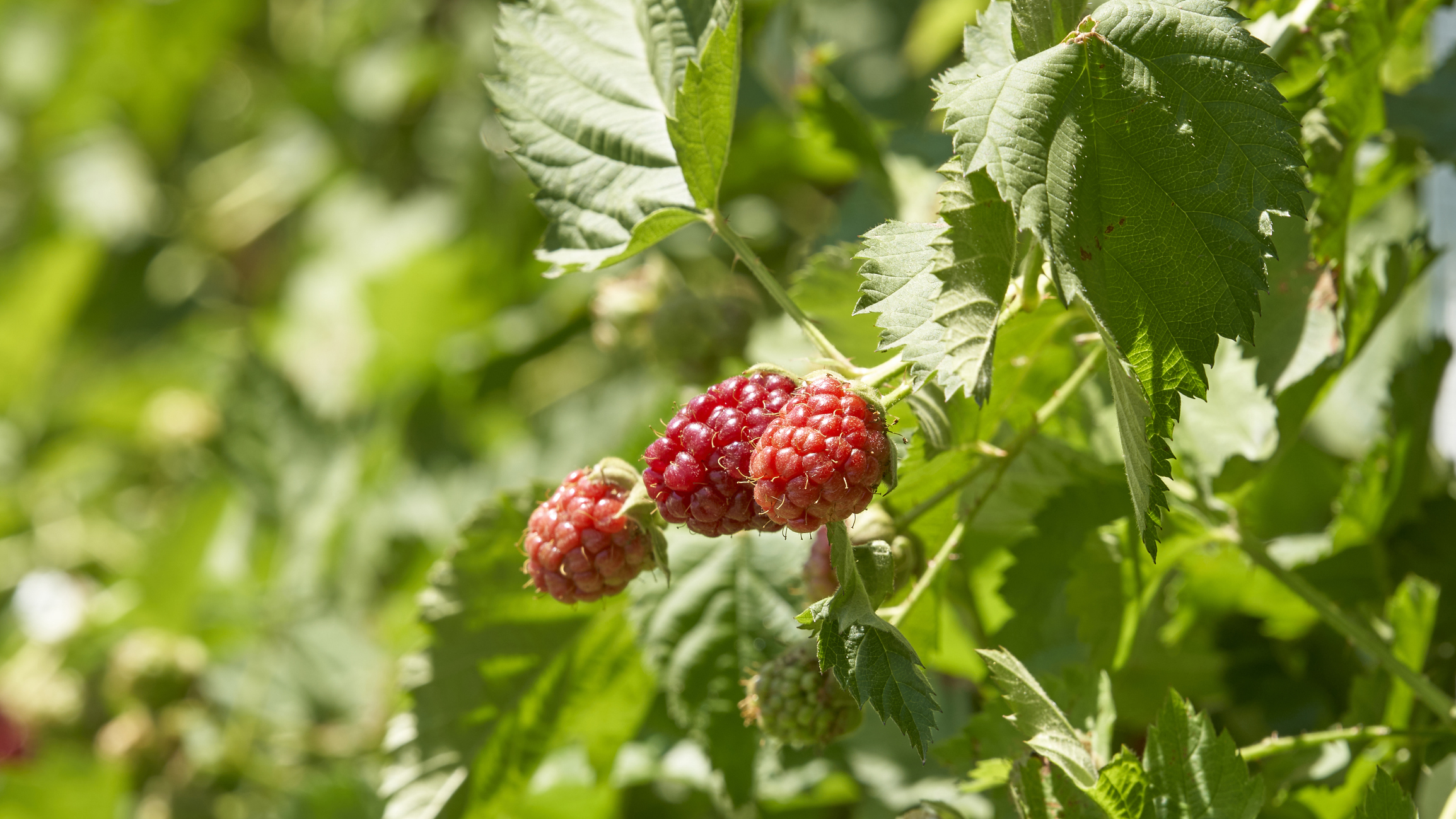What to Know About the Diarrhea Outbreak Tied to Fresh Produce