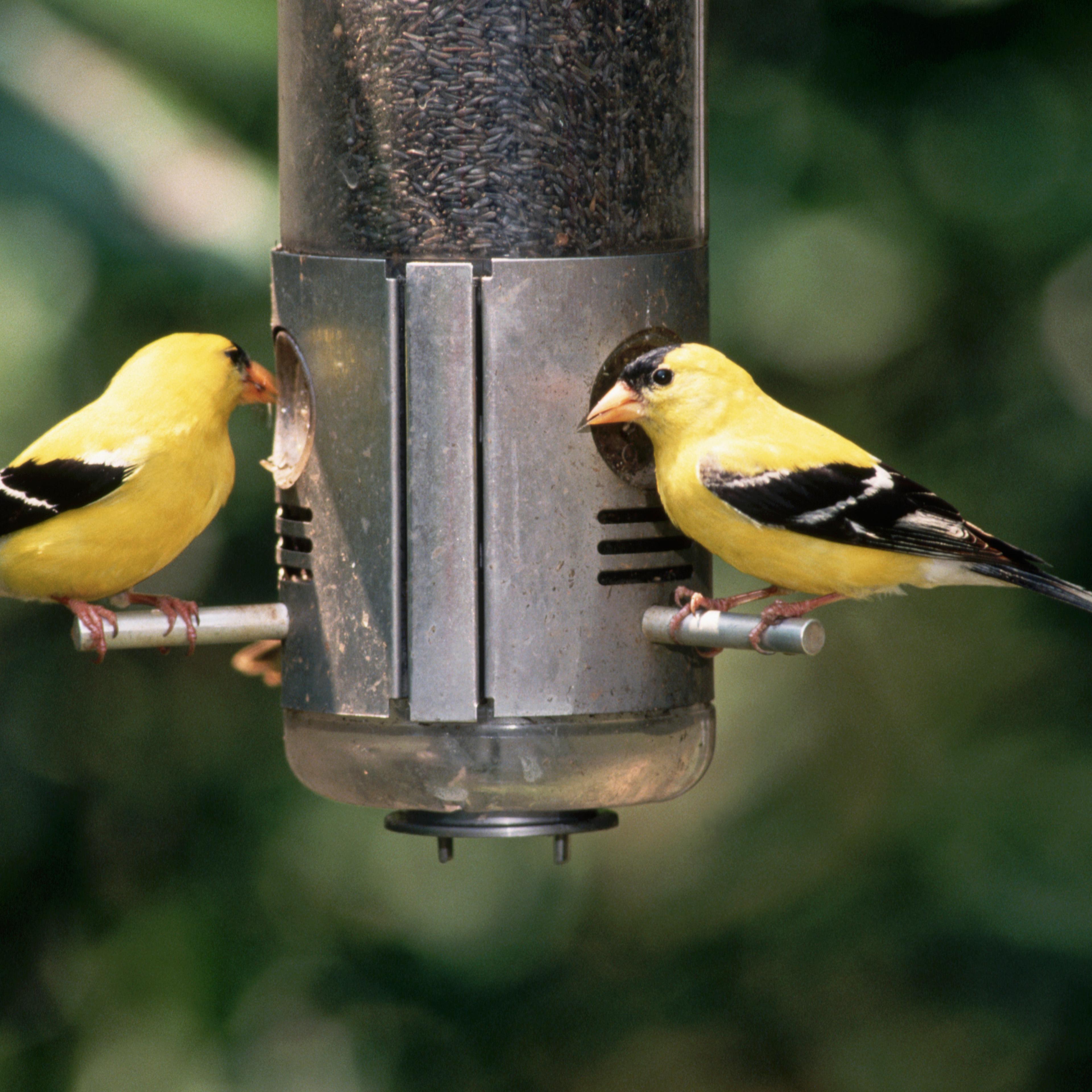 American Goldfinches at Bird Feeder