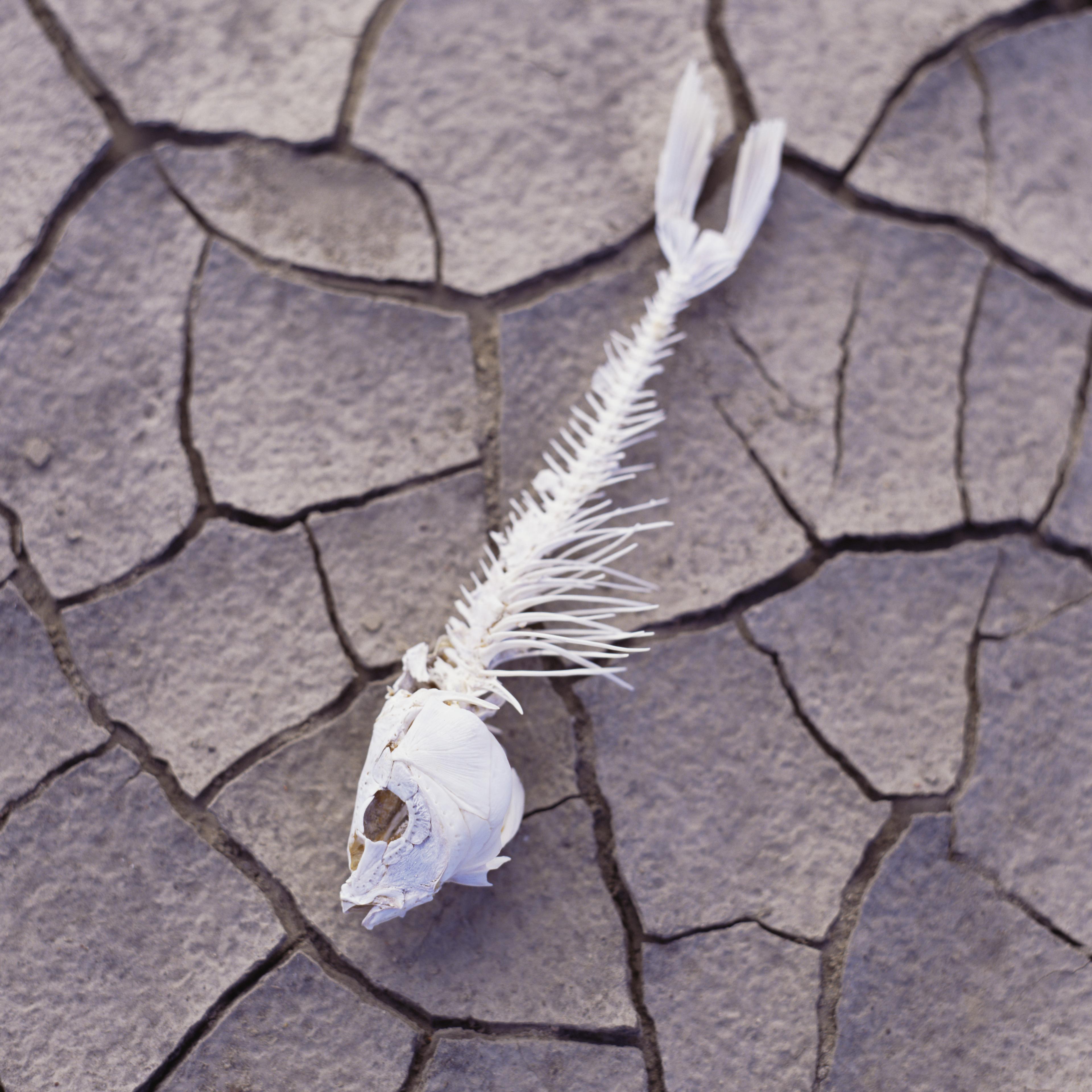 fish-skeleton-dry-land