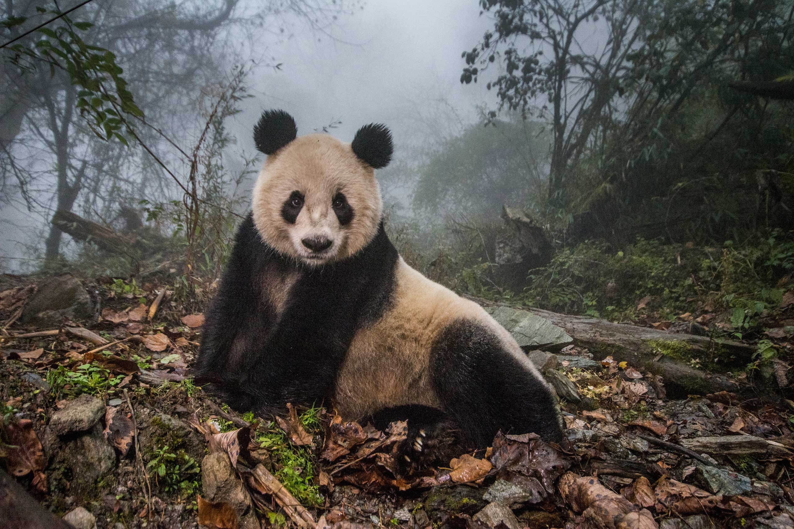 Ye Ye, a 16-year-old giant panda, lounges in a massive wild enclosure at a conservation center in Wolong Nature Reserve. Her 2 year old cub, Hua Yan (Pretty Girl) was released into the wild after two years of  "panda training." Her name, whose characters