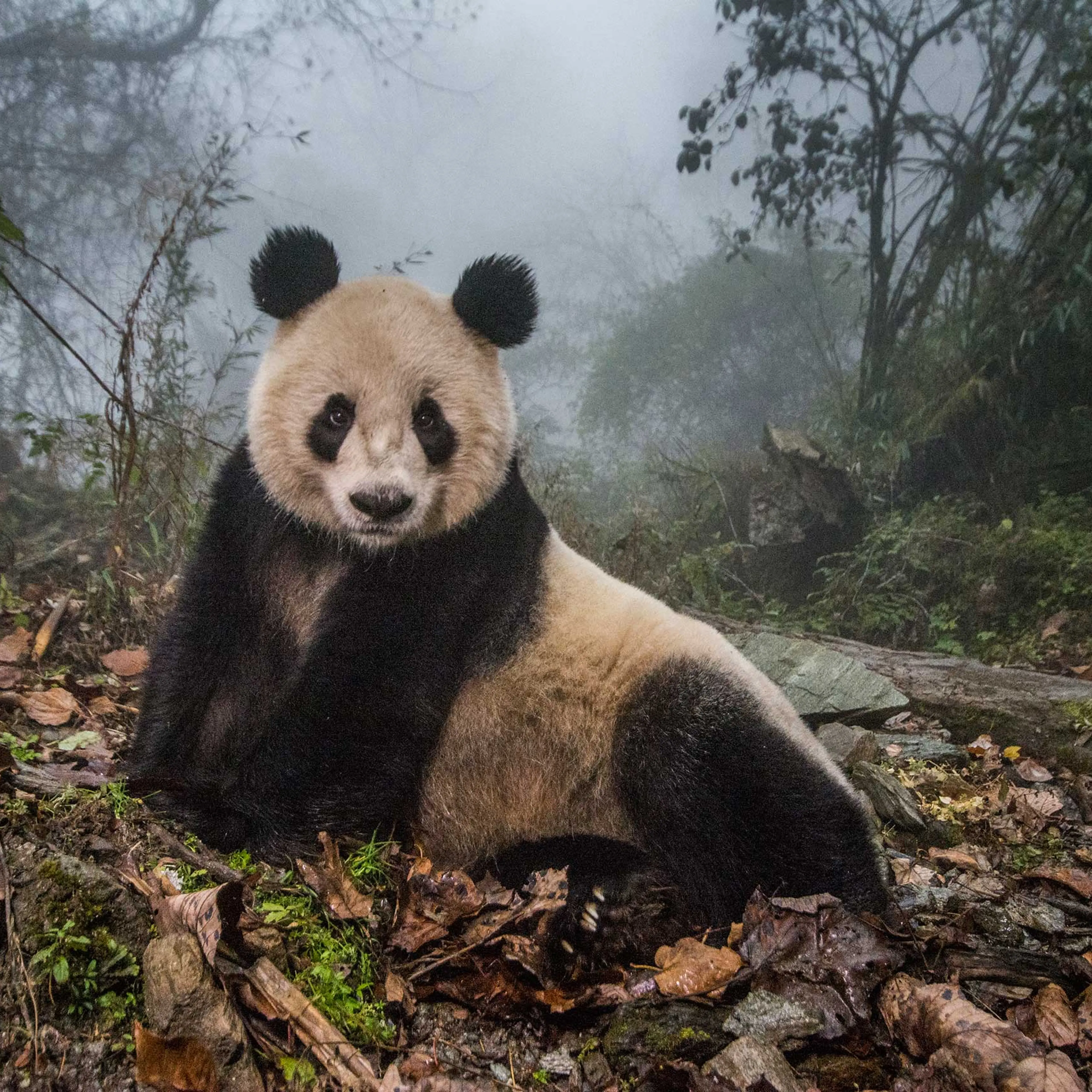 Ye Ye, a 16-year-old giant panda, lounges in a massive wild enclosure at a conservation center in Wolong Nature Reserve. Her 2 year old cub, Hua Yan (Pretty Girl) was released into the wild after two years of "panda training." Her name, whose characters