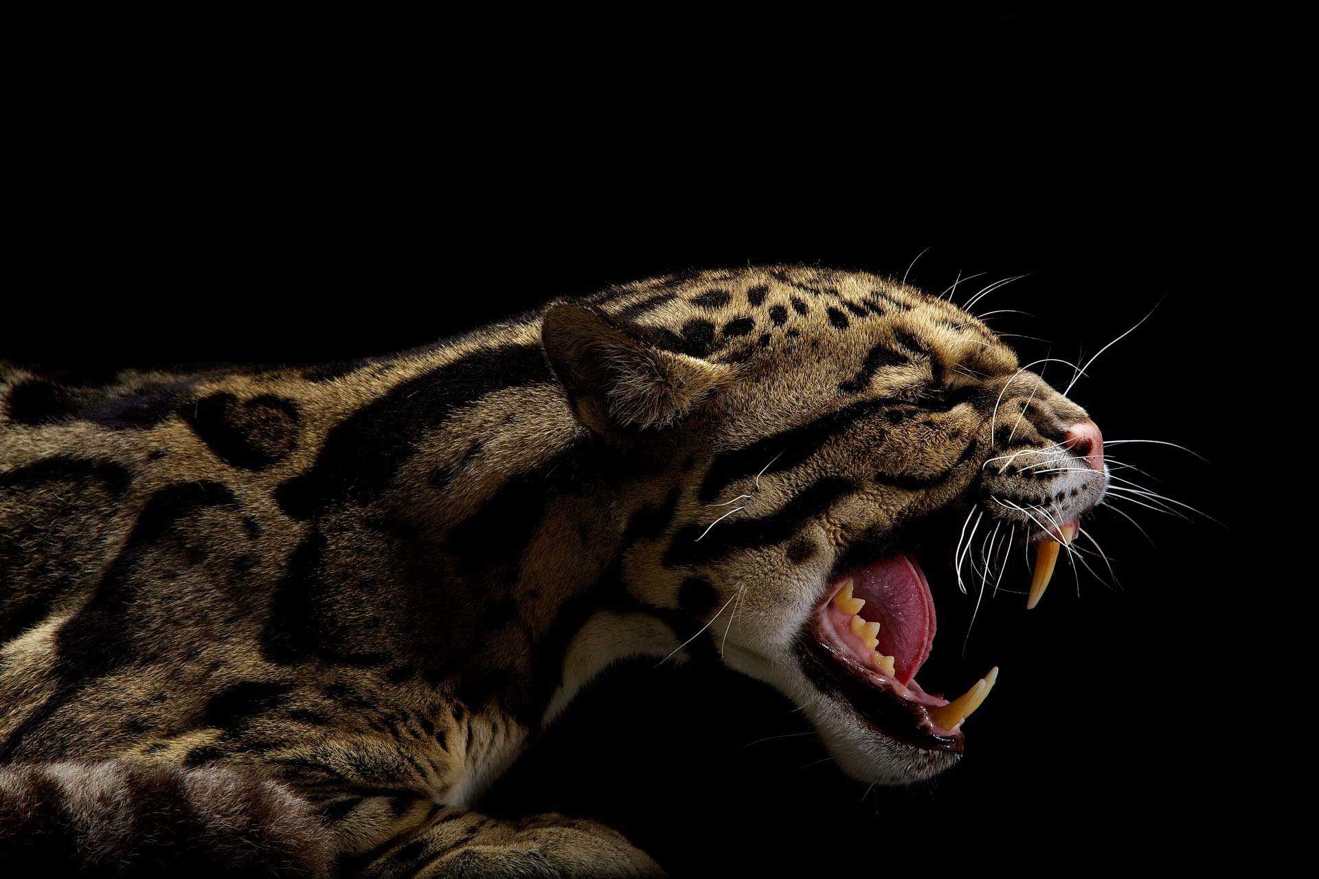 vincent-musi-animals-look3