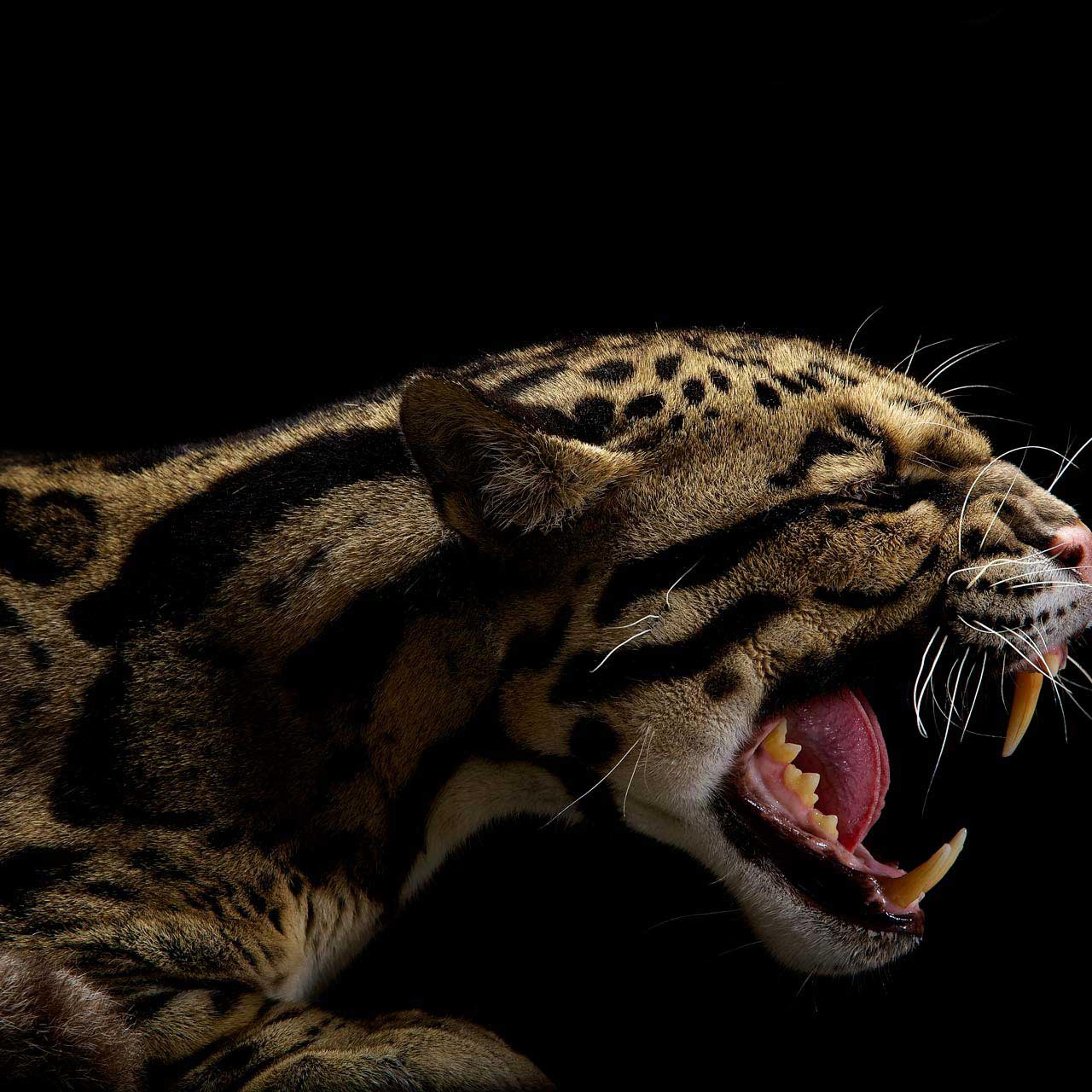 vincent-musi-animals-look3