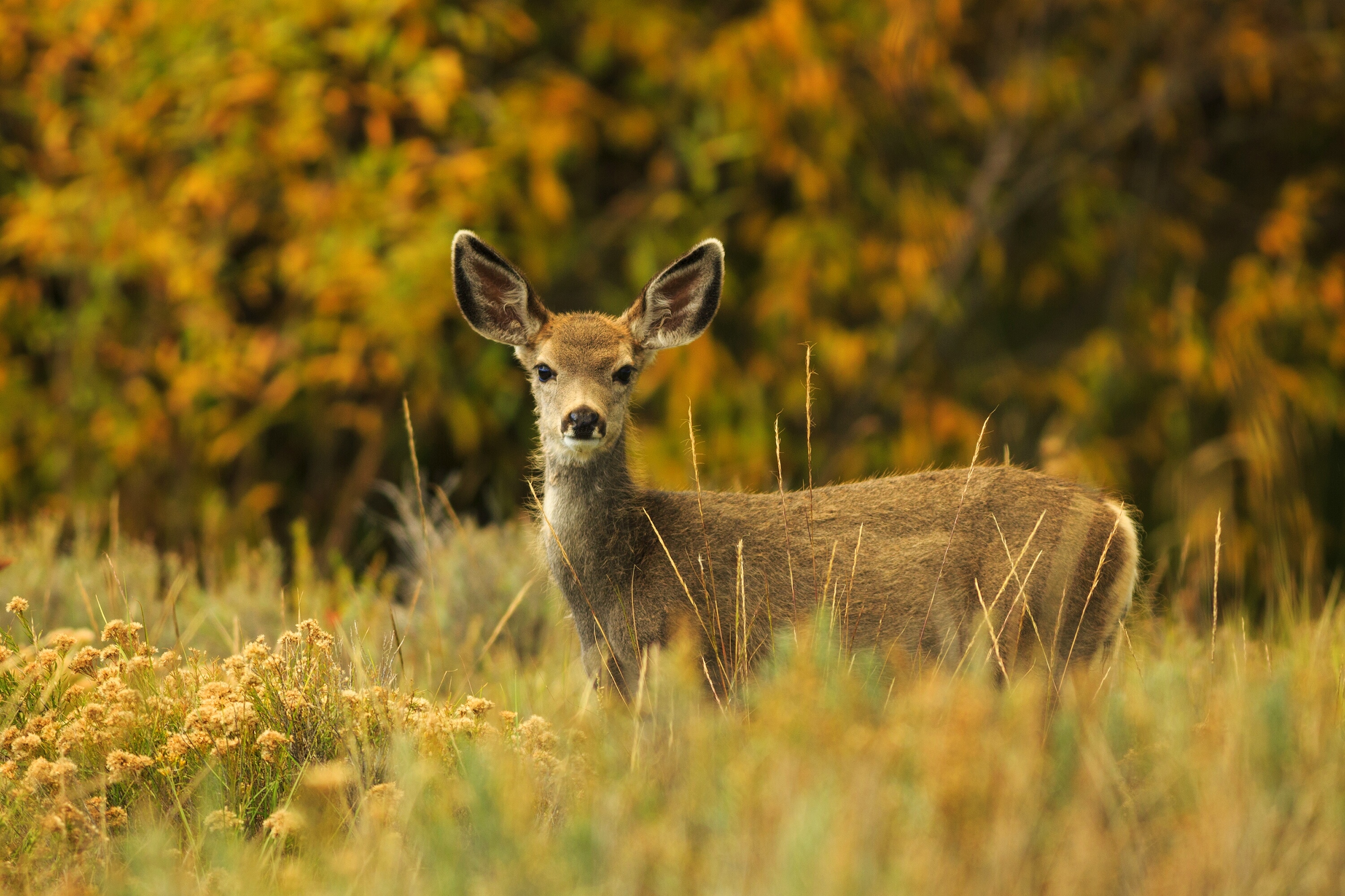 Zombie deer disease