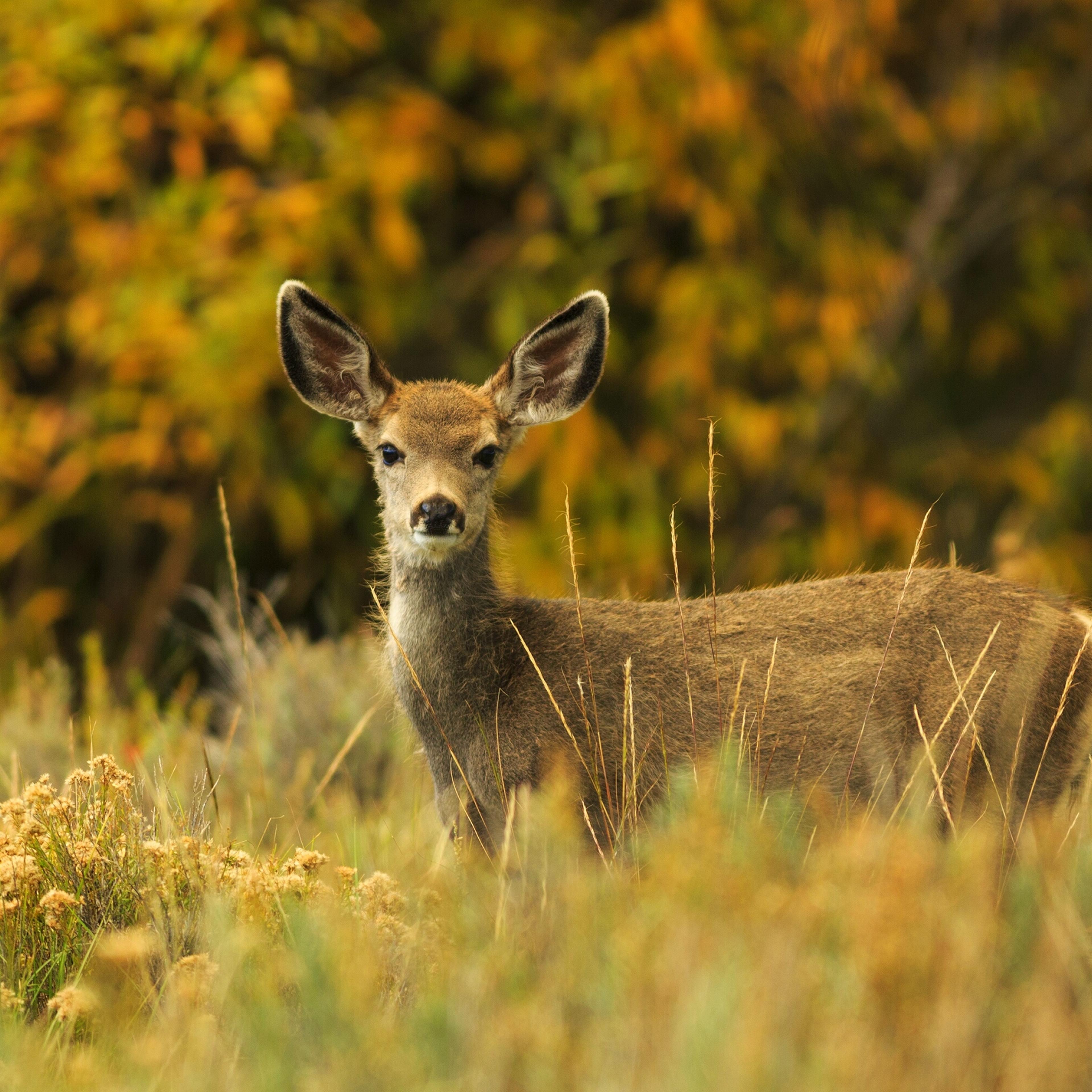 Zombie deer disease