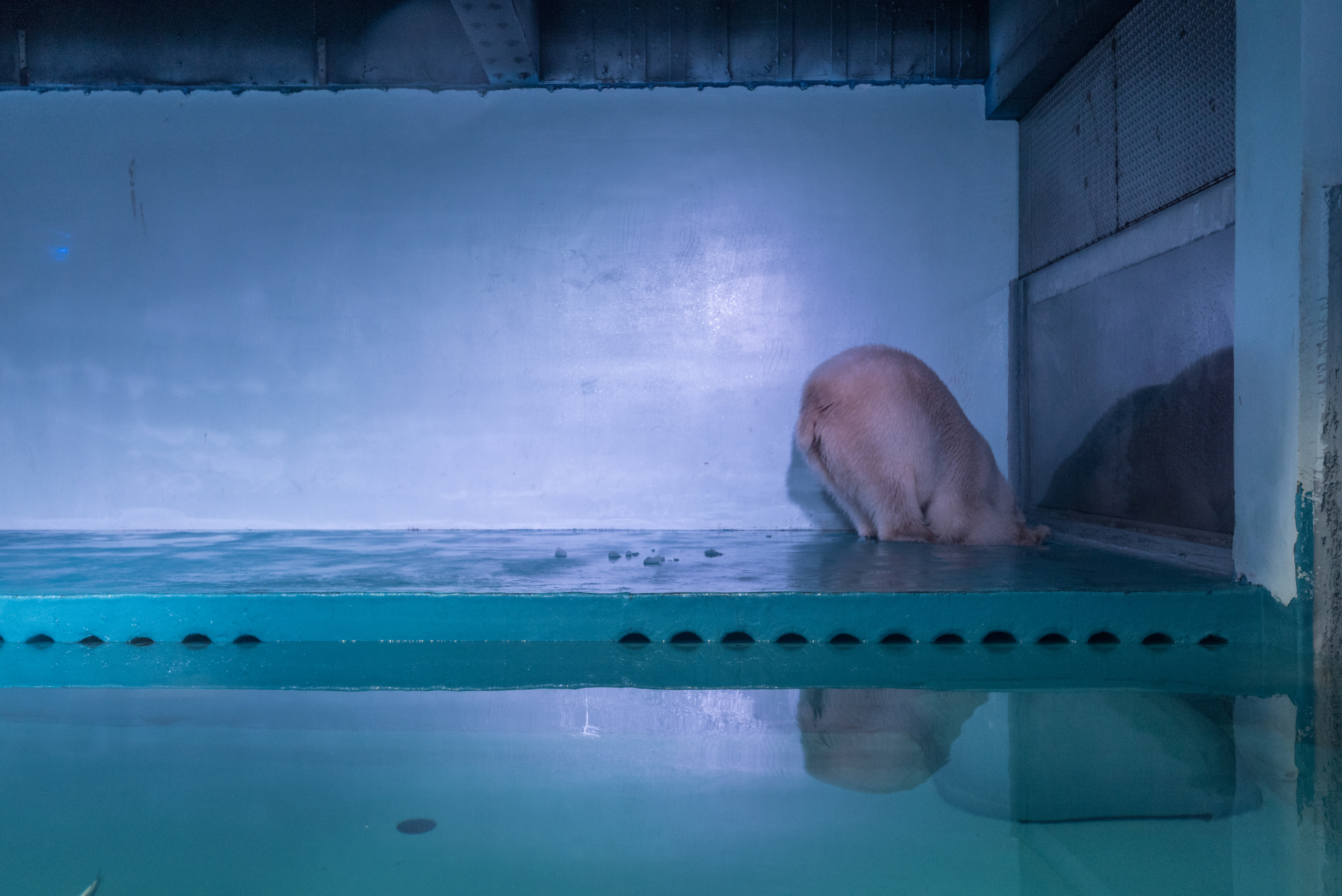 pizza polar bear china mall aquarium