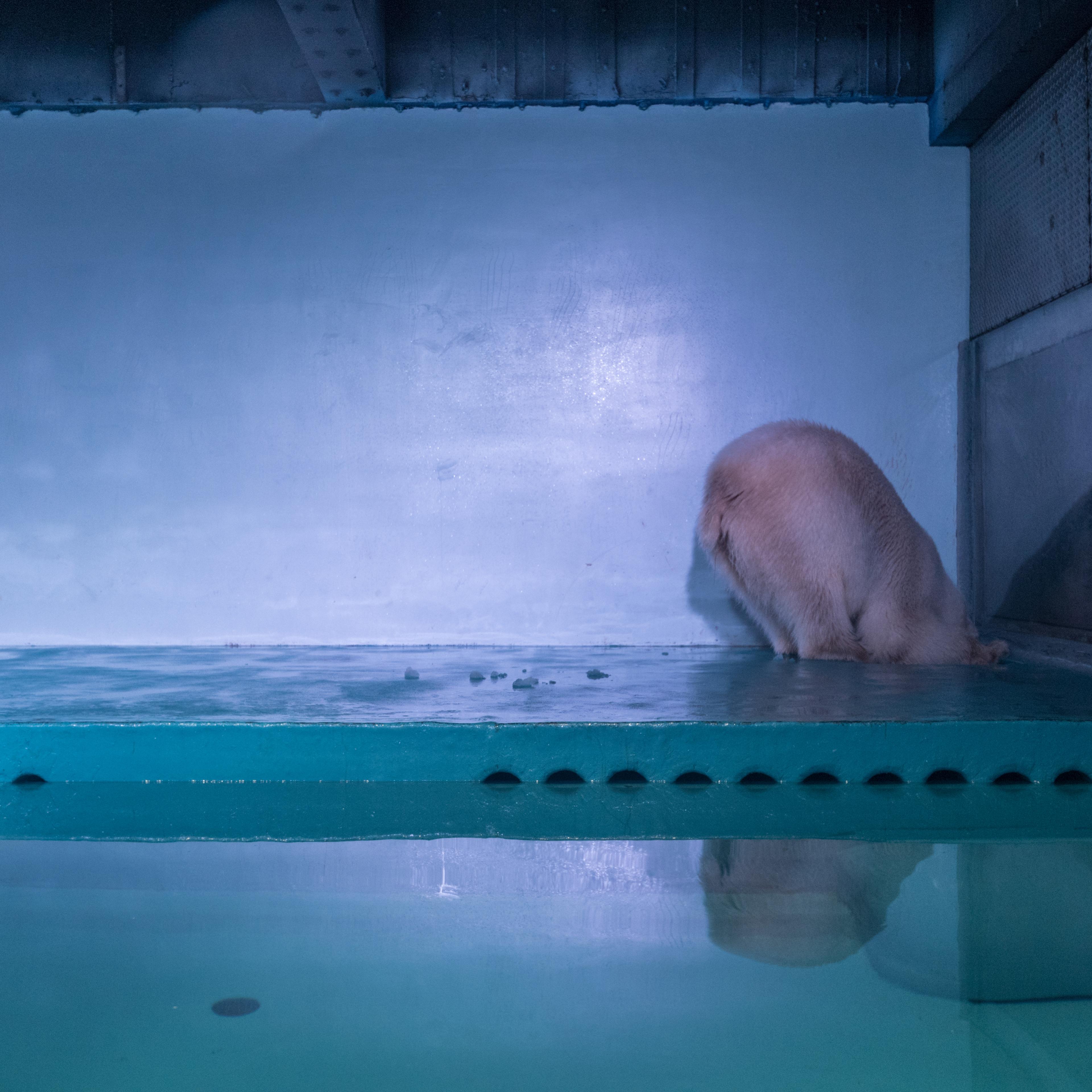 pizza polar bear china mall aquarium