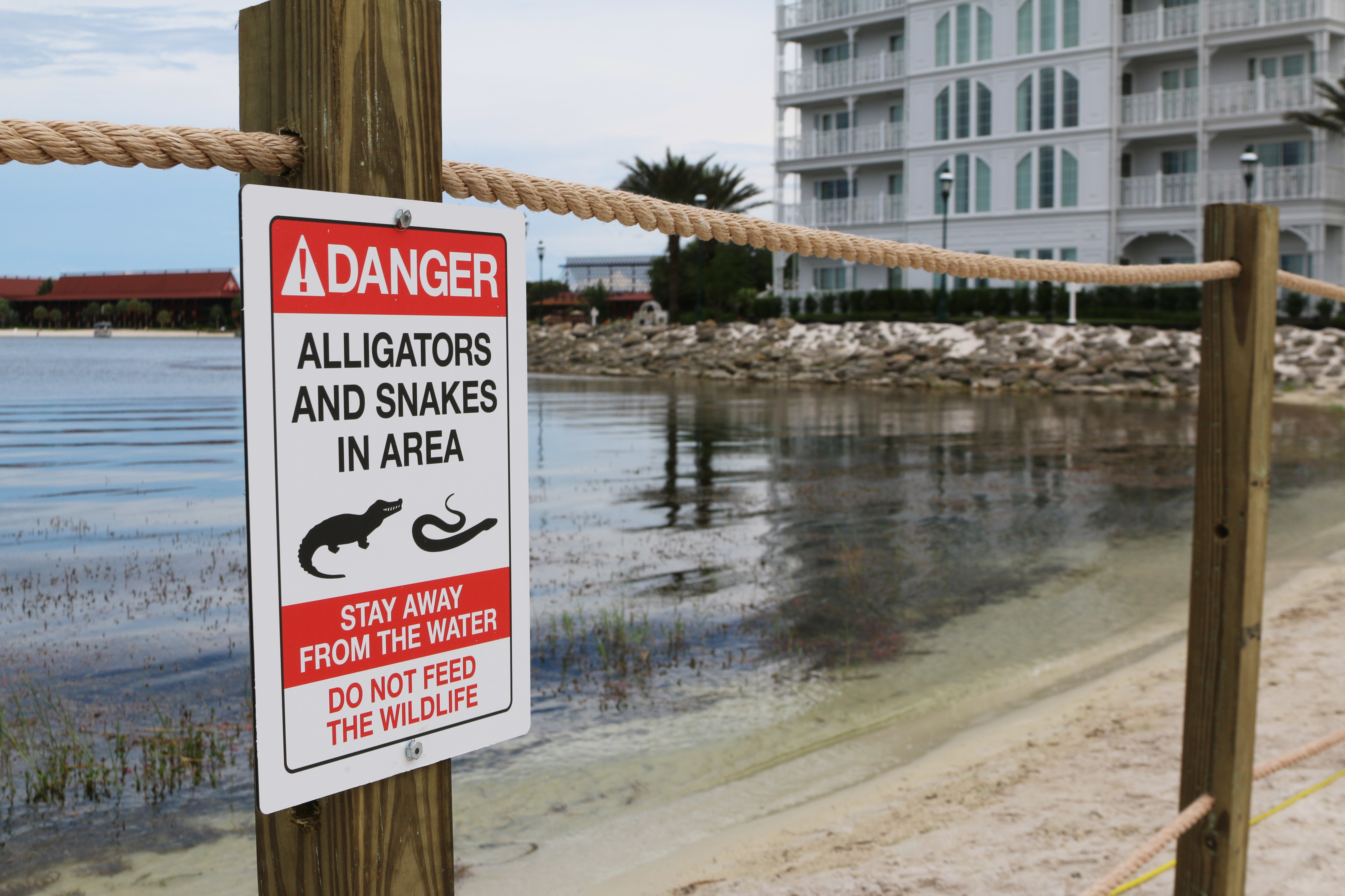Alligator Drags Toddler
