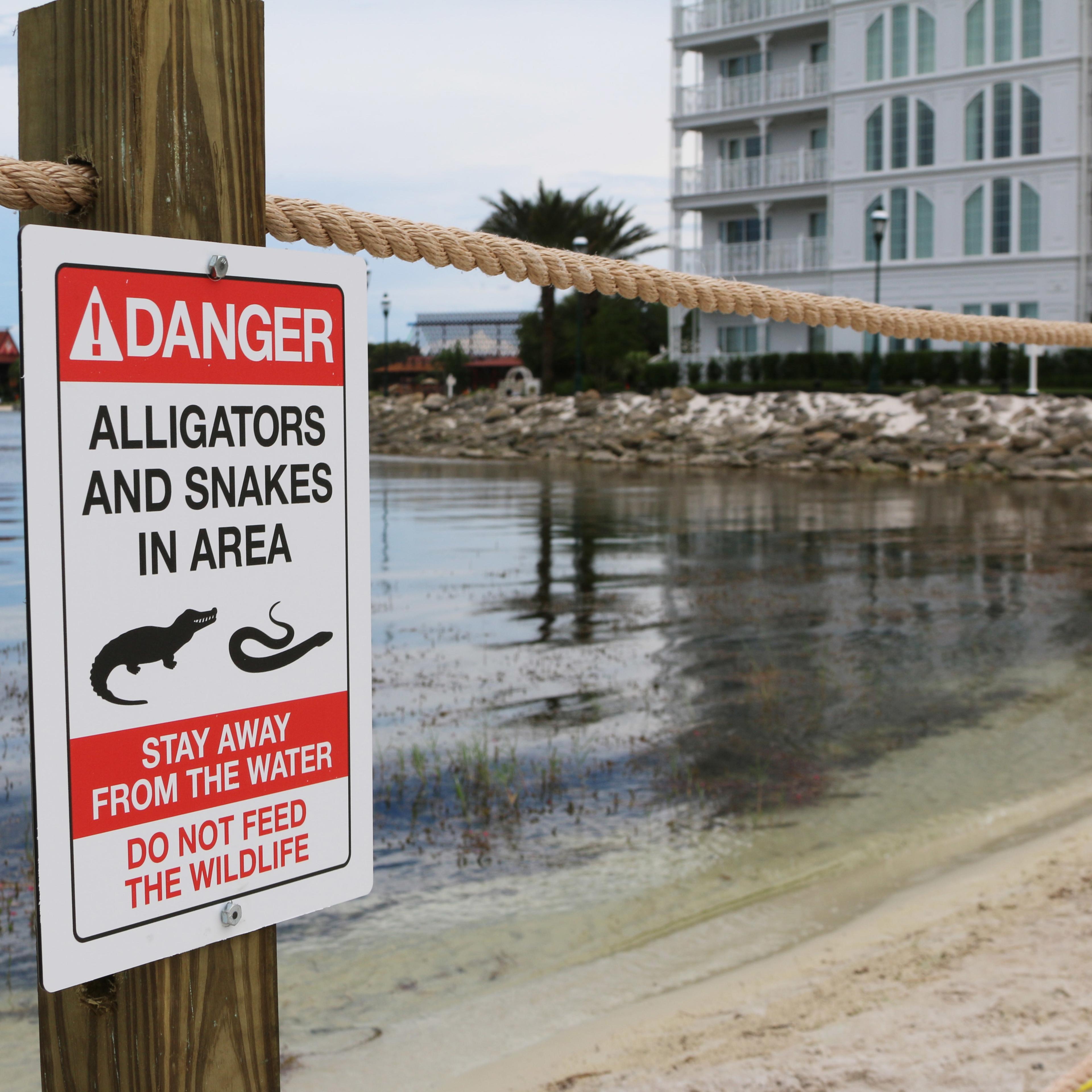 Alligator Drags Toddler