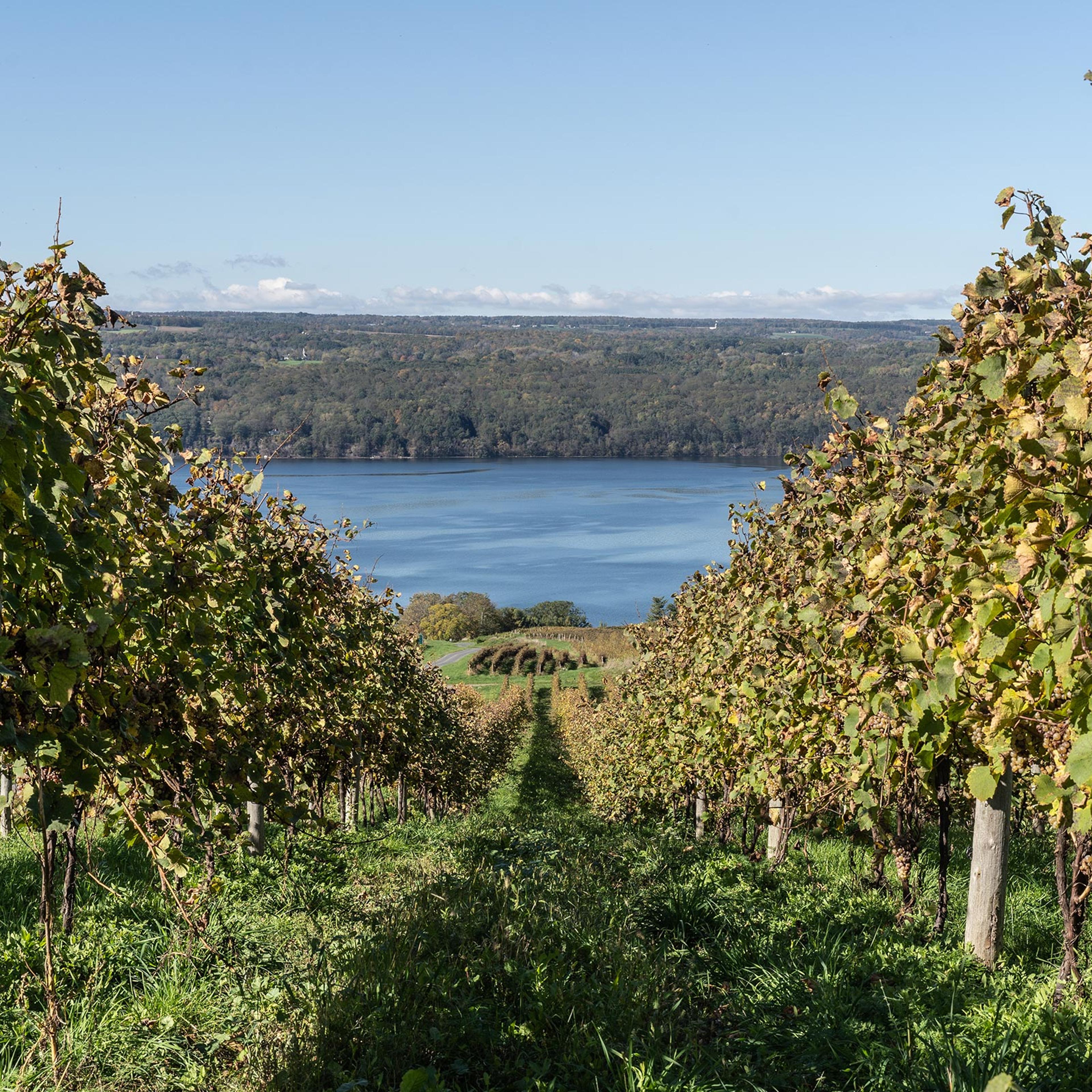 A vineyard near Seneca Lake, in upstate New York.